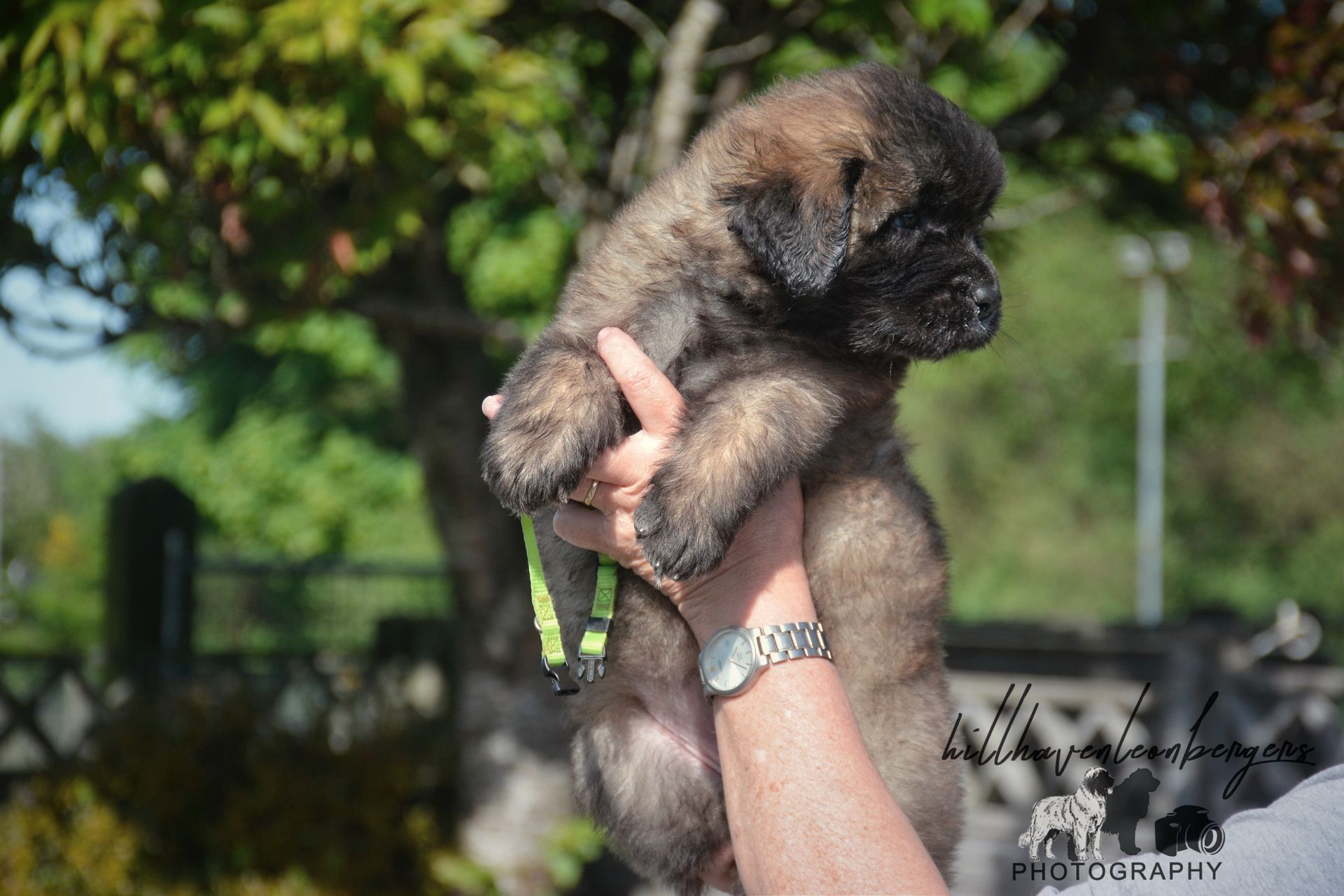 Small fluffy puppy being held up outdoors, with green trees in the background.