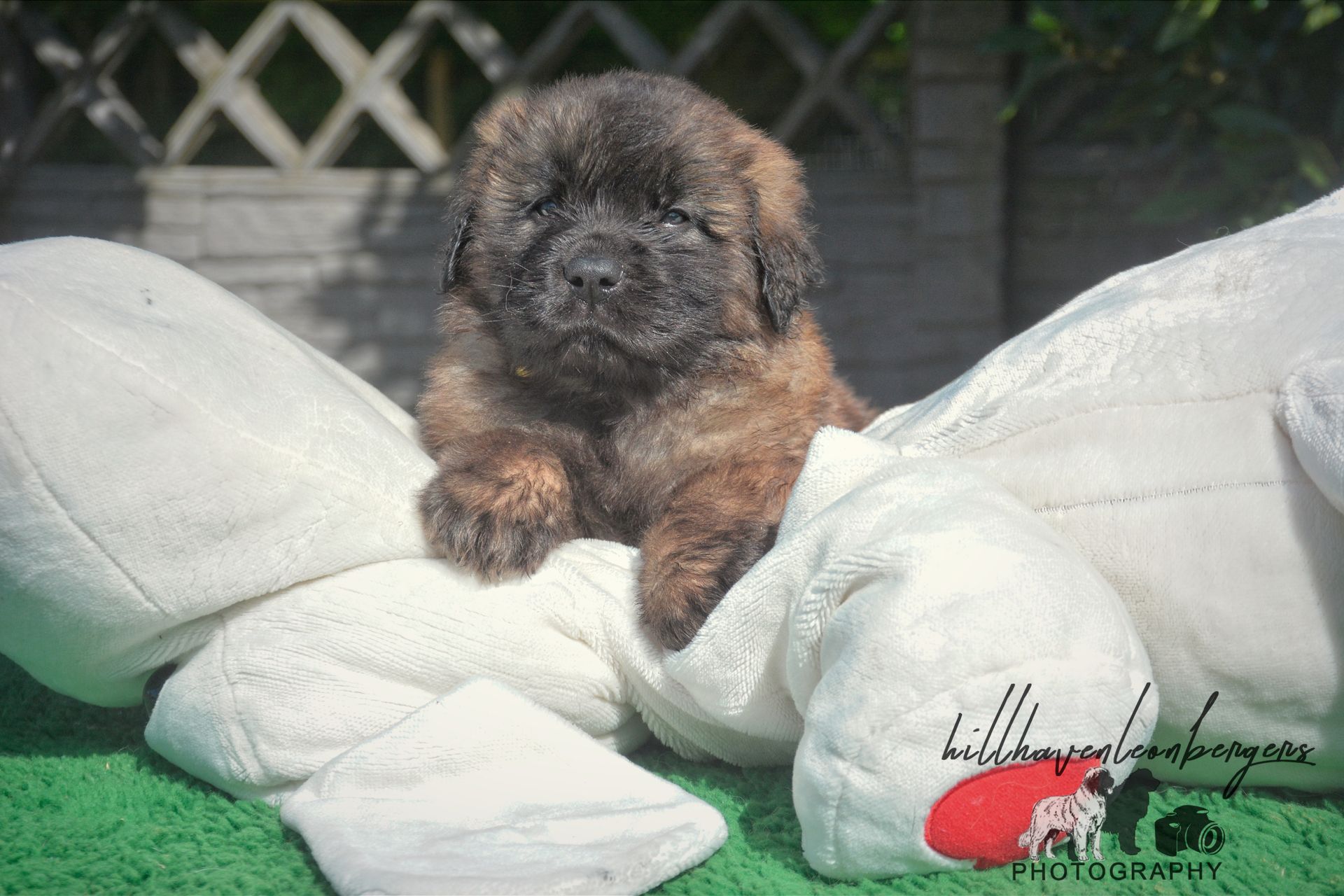 Small fluffy puppy resting on white cushions outdoors, with a chain-link fence in the background.