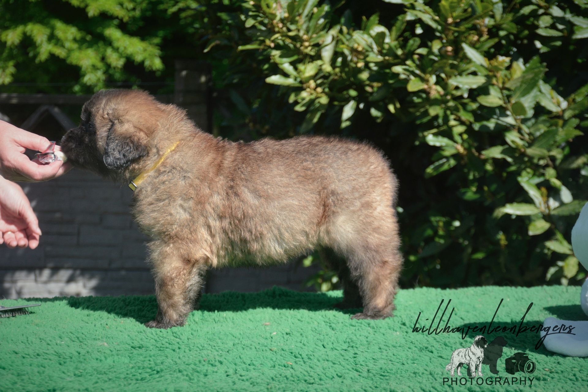 Small tan curly-haired dog standing on green turf beside a person's hand, outdoors by shrubs.