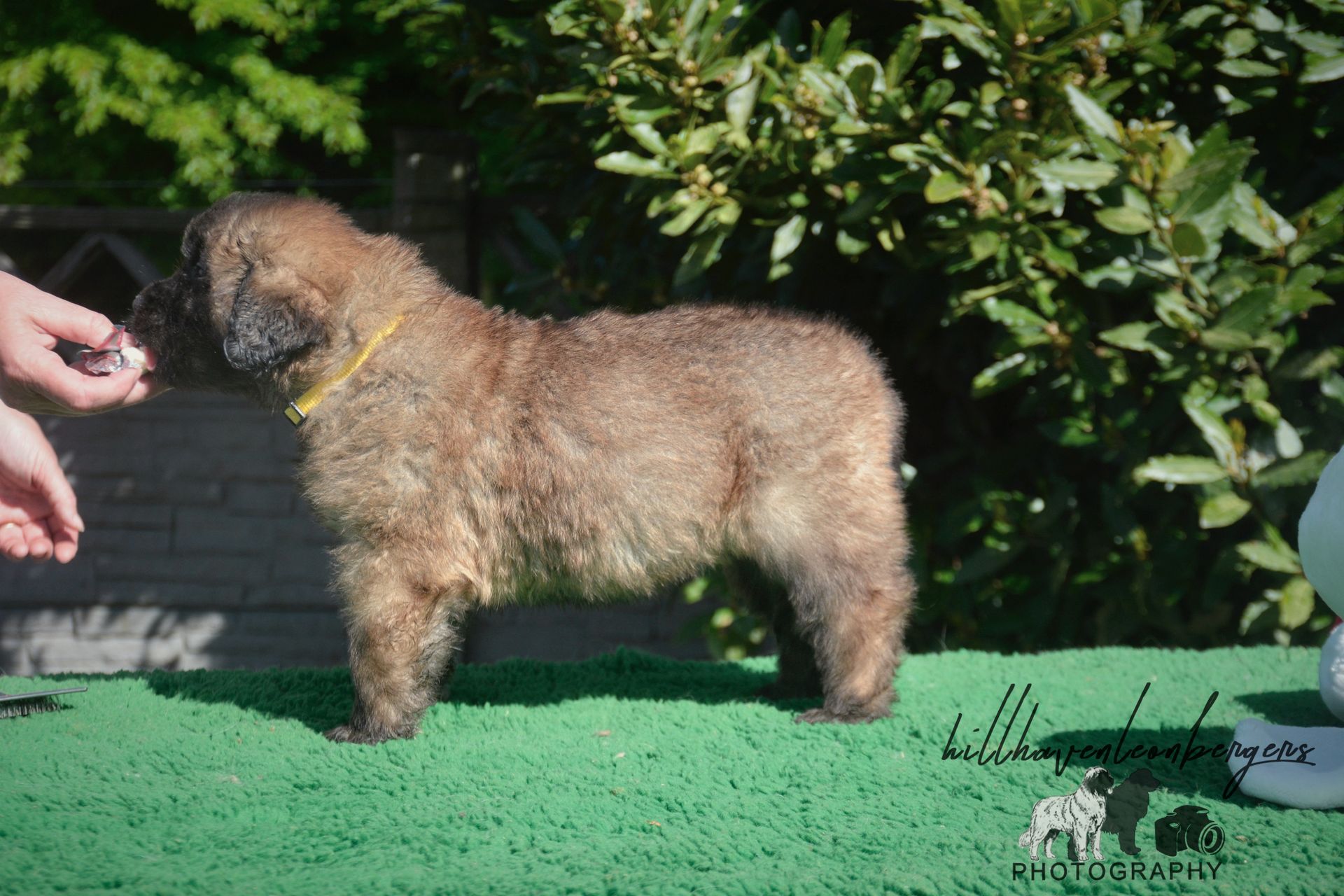 Small curly-haired brown dog standing on green turf near a hand, outdoors by bushes.