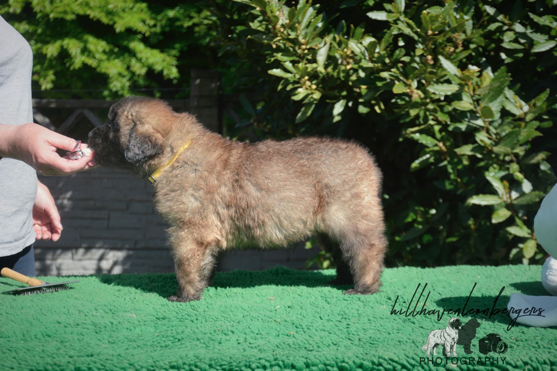 Brown dog standing on green turf near a person’s hand in a garden setting