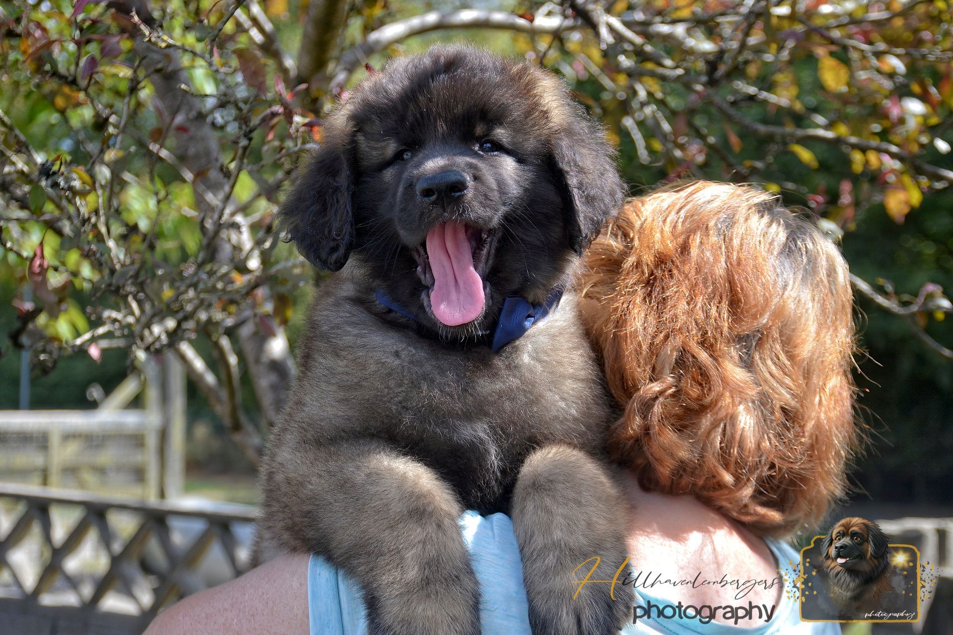 Fluffy black puppy yawning on a person’s shoulder beside a brown curly-haired dog outdoors