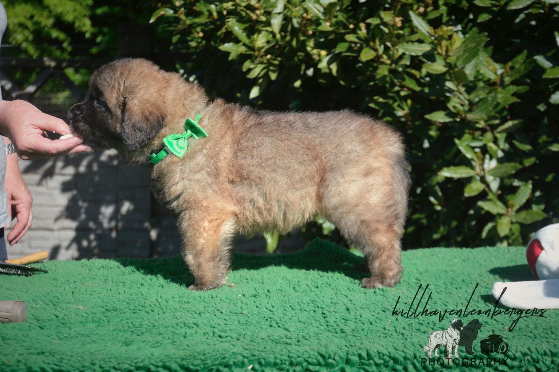 Fluffy tan puppy wearing a green bow standing on grass while a hand reaches toward its nose
