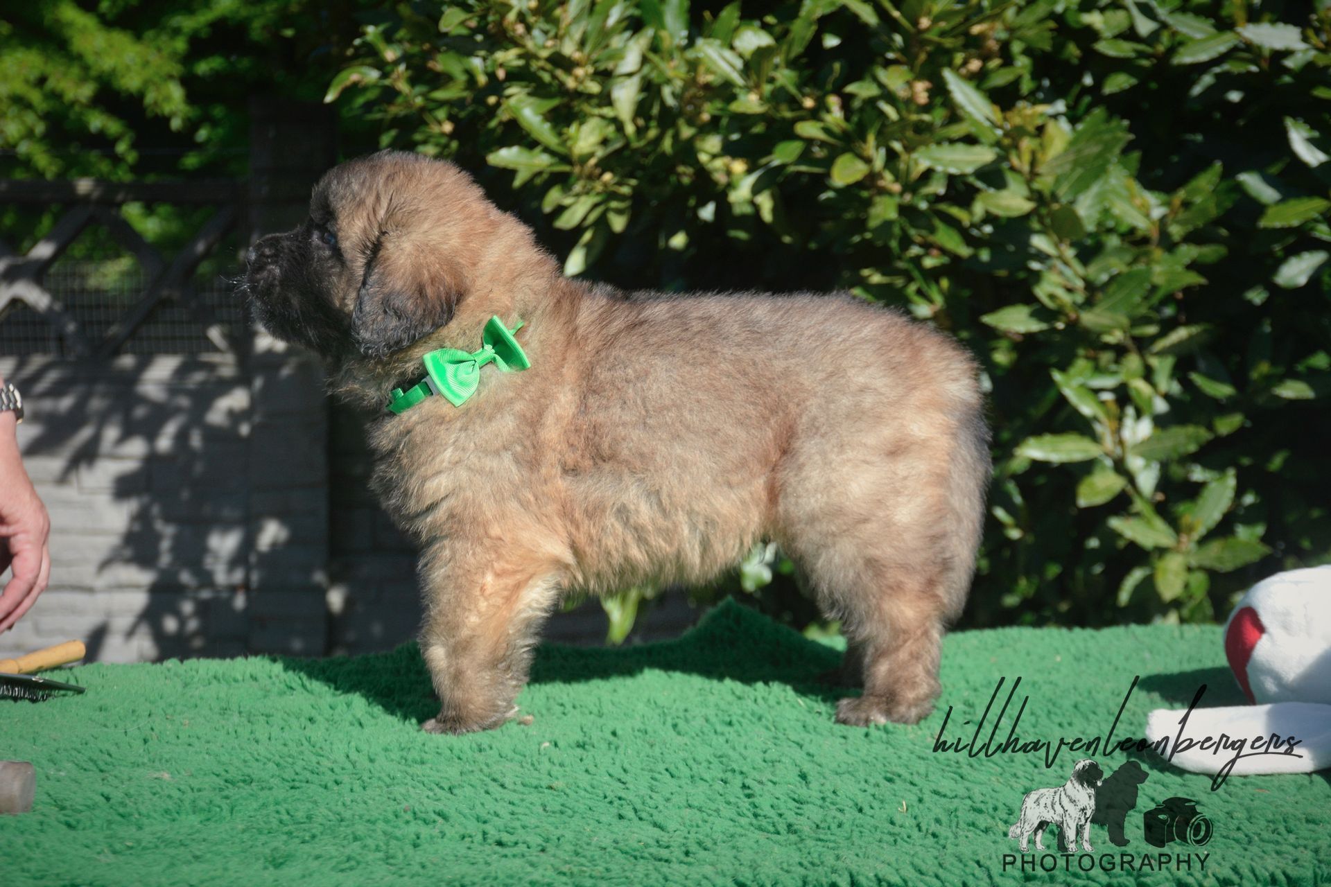 Small fluffy tan dog with a green bow standing on a green mat outdoors.