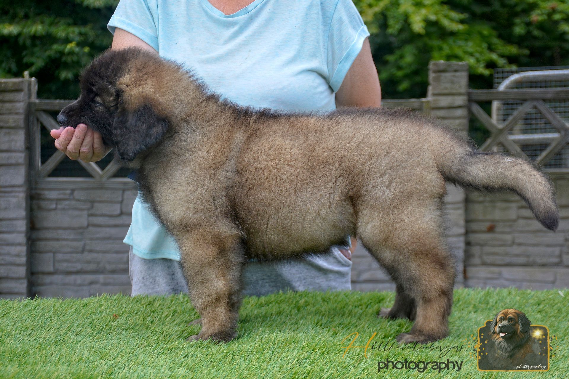 Large fluffy tan dog standing on grass in front of a person and stone wall
