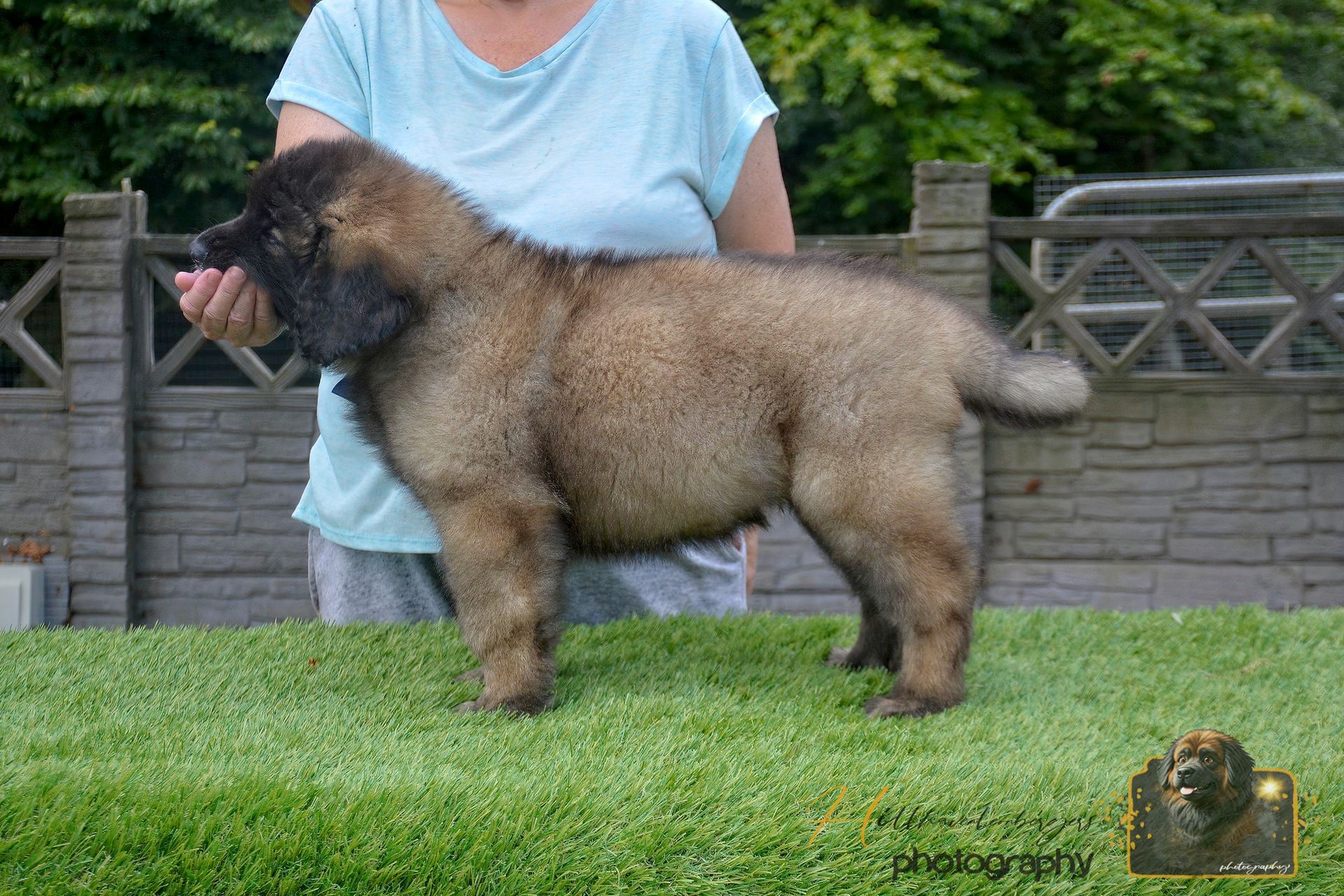 Fluffy brown puppy standing on grass in a yard, held by a person in a light blue shirt