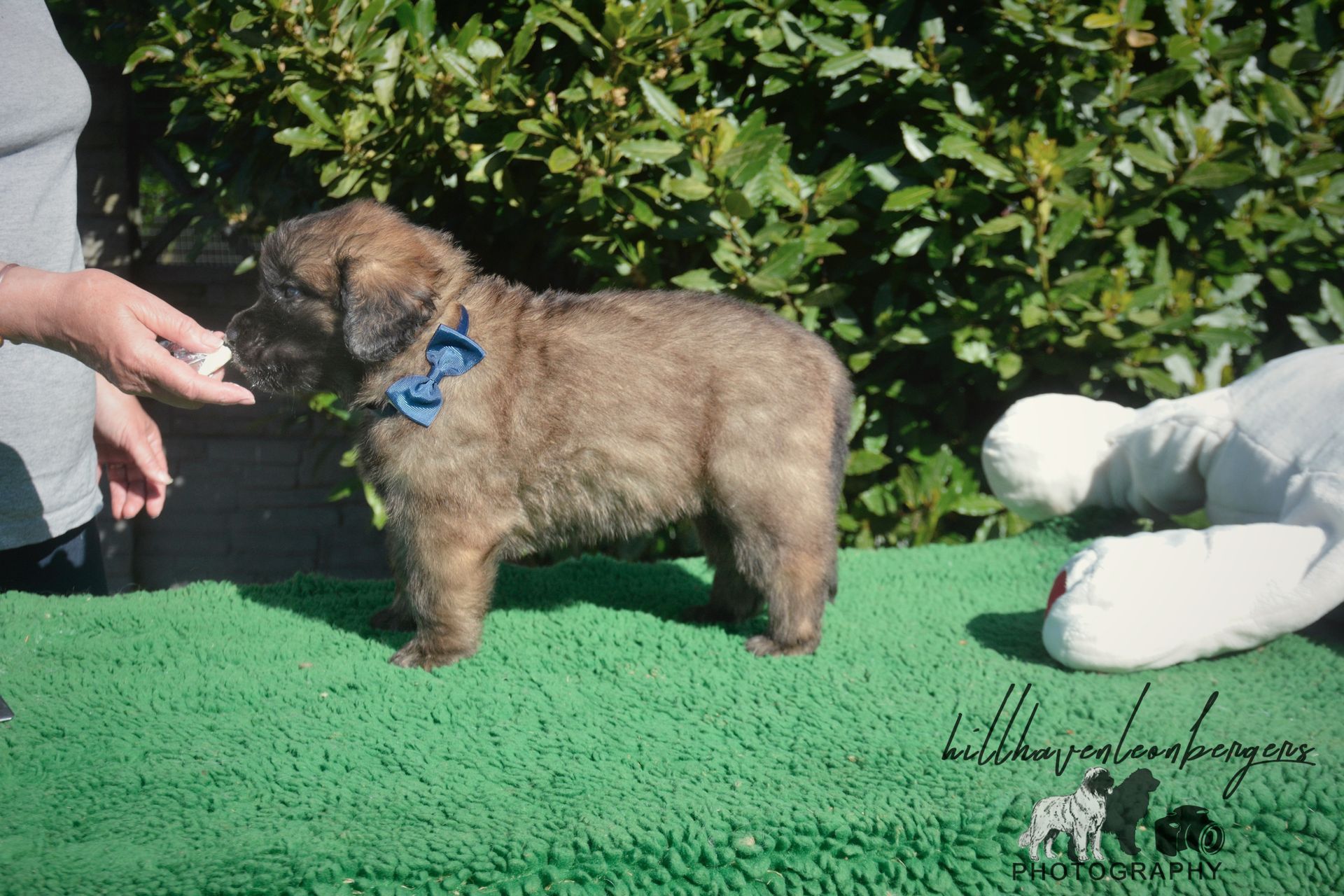 Small brown puppy wearing a blue collar stands on green turf beside a person’s hands.
