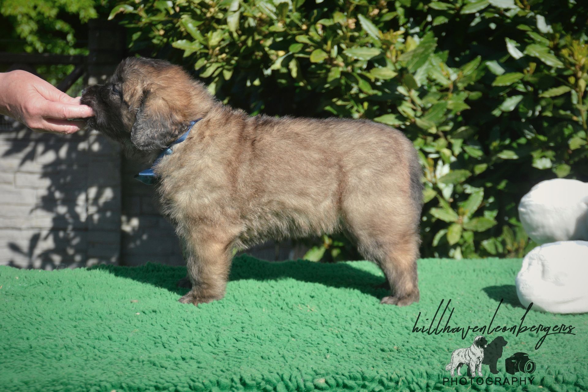 Small tan dog standing on green turf, being held by a hand, with bushes in the background