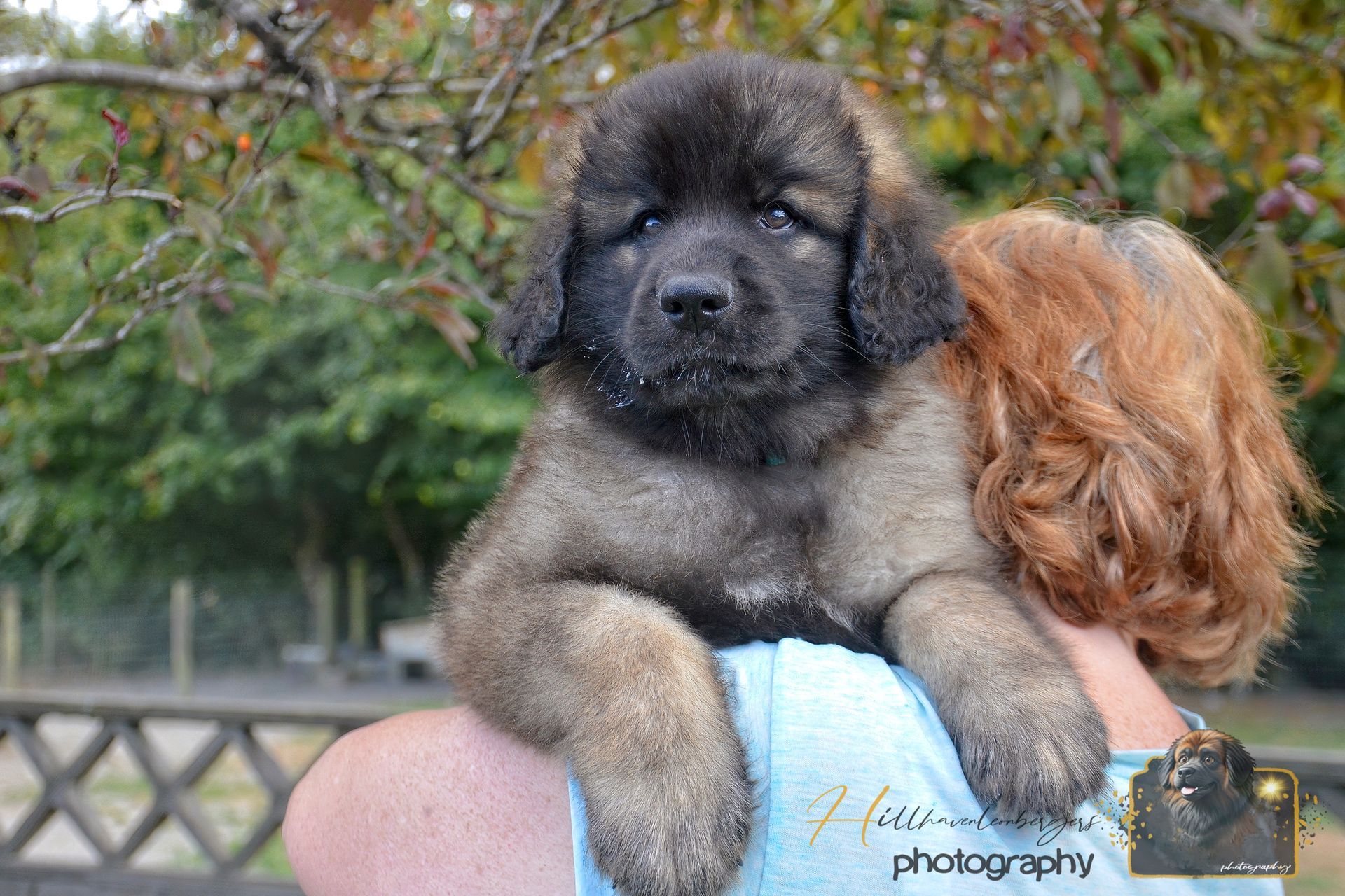 Puppy being held on a person's shoulder outdoors, with trees and a fence in the background