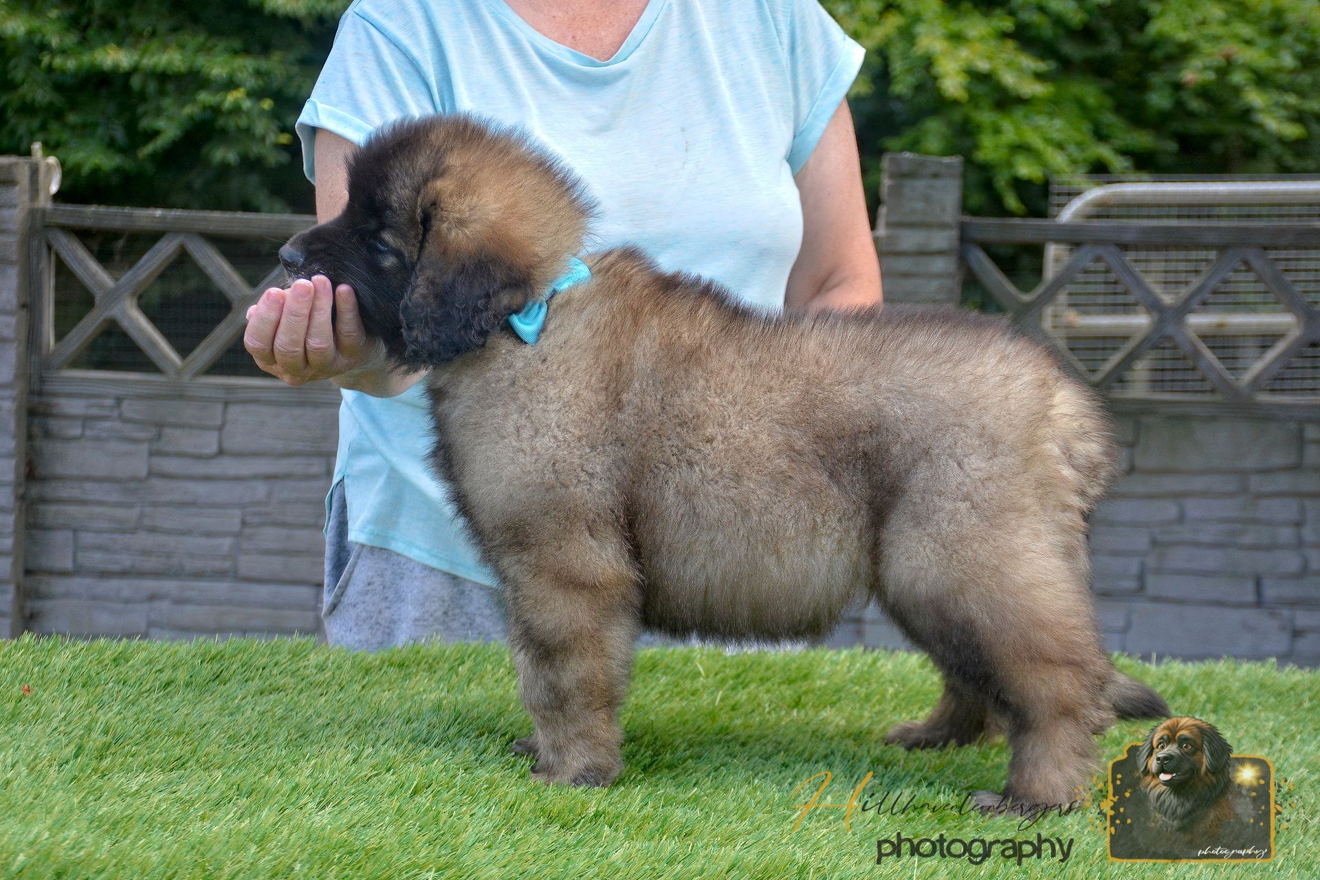 Fluffy brown poodle standing on grass, held by a person in a blue shirt, with a stone wall behind.