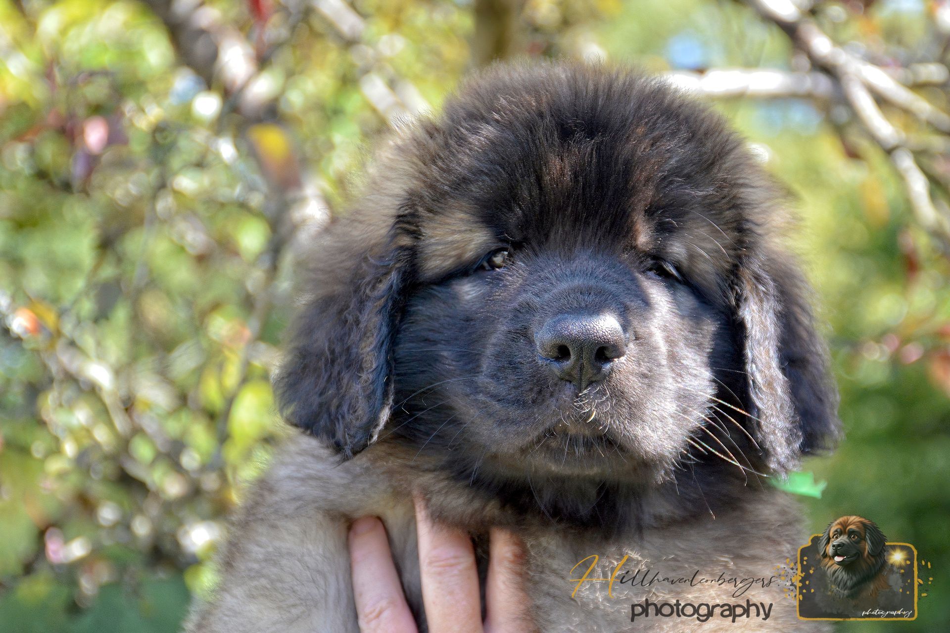 Fluffy black-and-tan puppy with floppy ears being held outdoors in sunlight