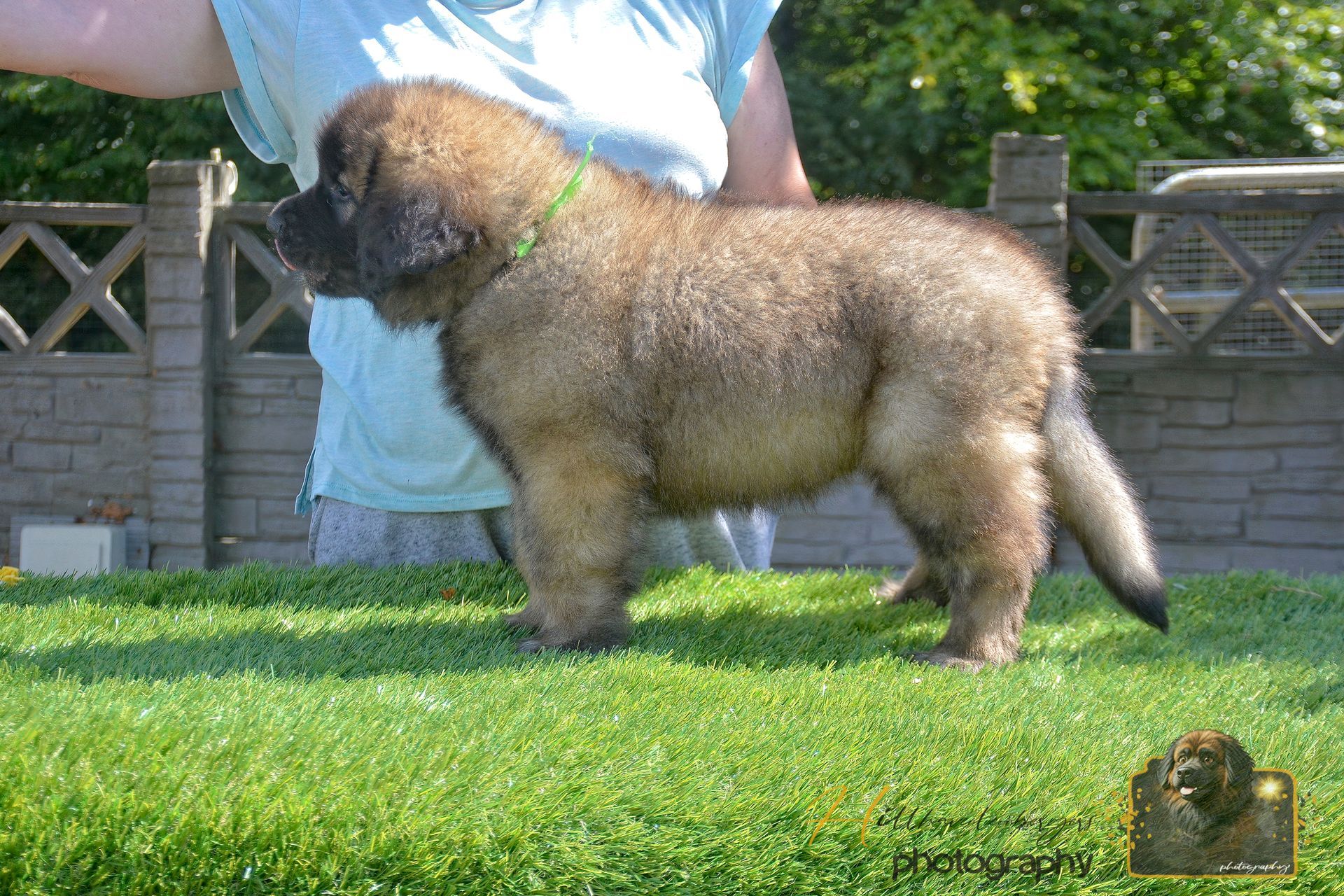 Fluffy tan puppy standing on grass outdoors, with a person behind it and a wooden fence in the background