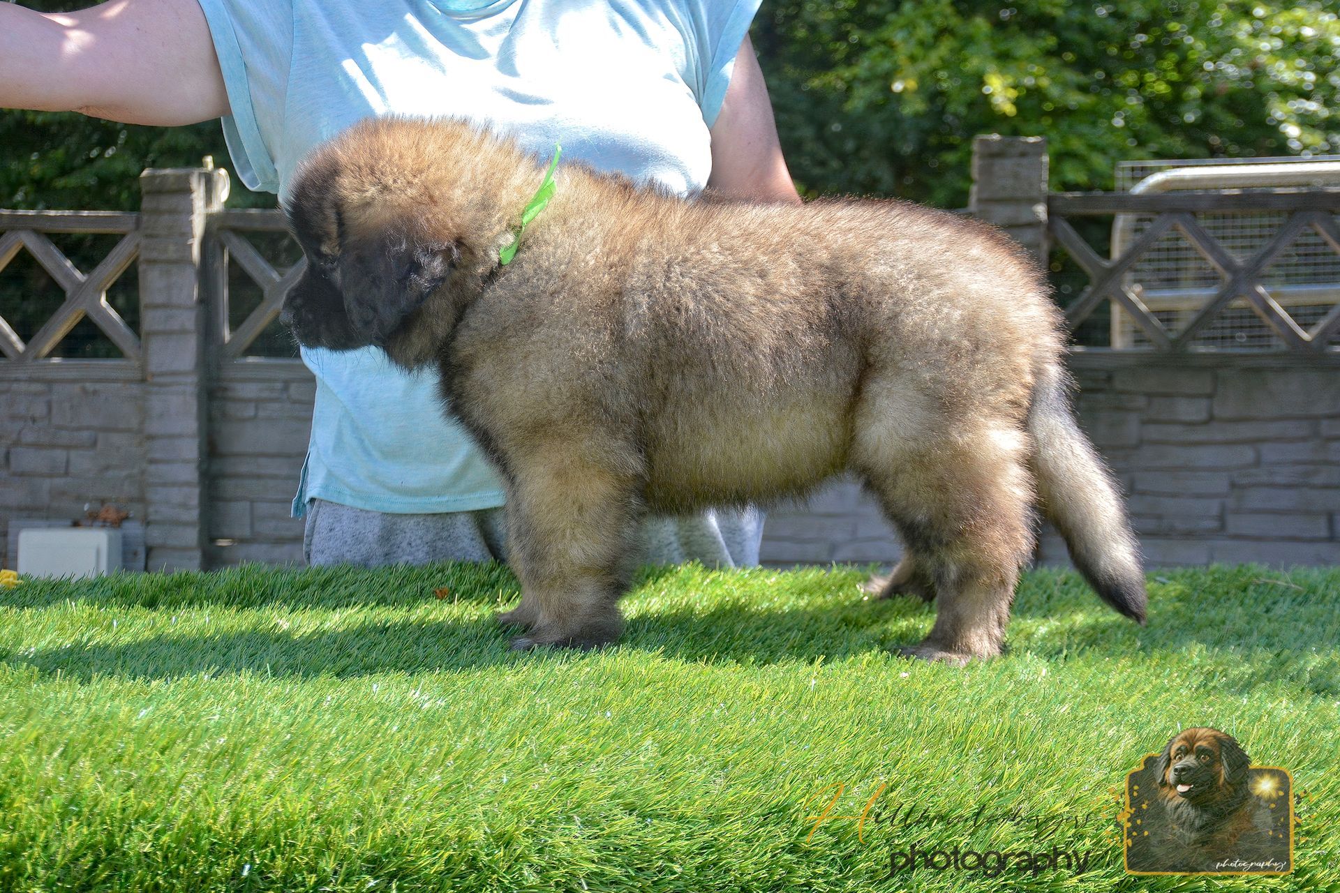 Small fluffy brown dog standing on grass in a yard, held by a person in a light blue shirt.