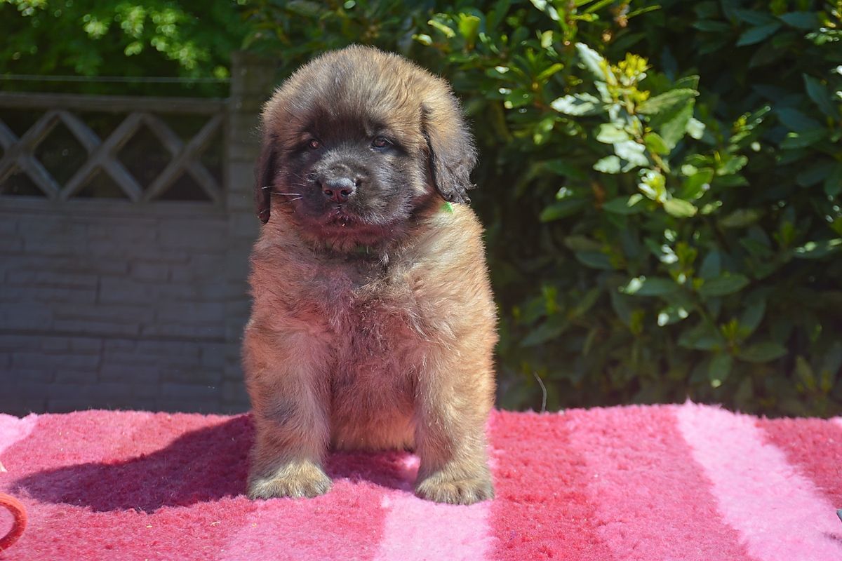 Small fluffy puppy standing on a pink towel outdoors in sunlight.