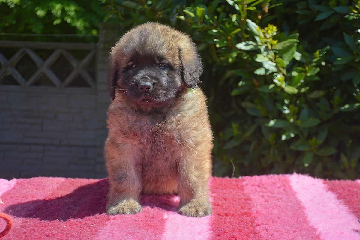 Small fluffy brown puppy standing on a pink towel outdoors with greenery in the background