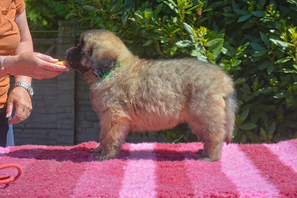 Small fluffy dog standing on a pink blanket, sniffing a person’s outstretched hand outdoors.