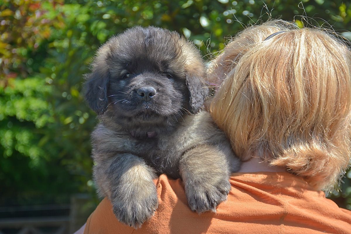 Small black puppy being held over a person’s shoulder outdoors, with green foliage in the background