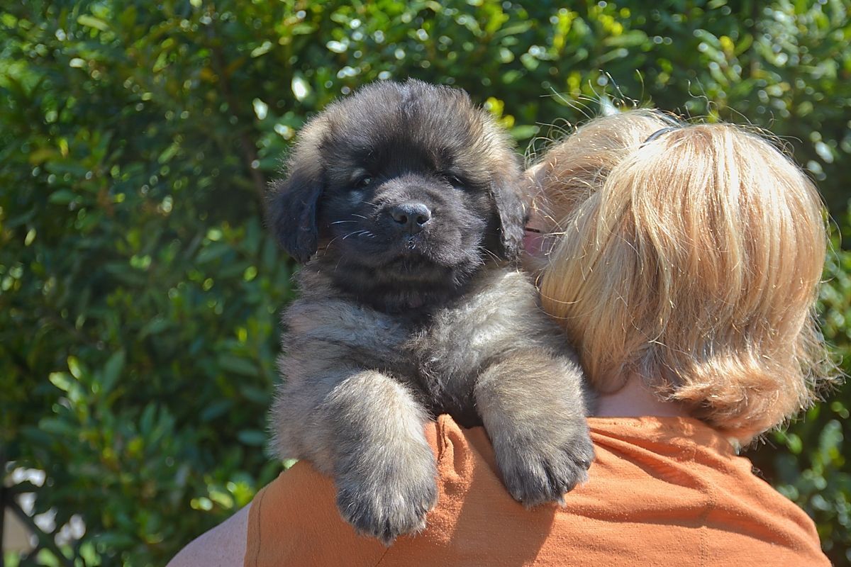A small black puppy being held over a person’s shoulder outdoors, with green foliage in the background.