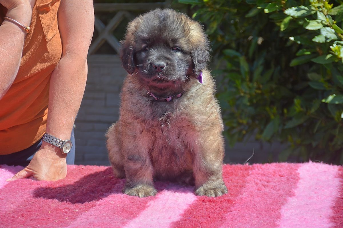 Small fluffy puppy sitting on a pink towel outdoors, with a person partly visible beside it
