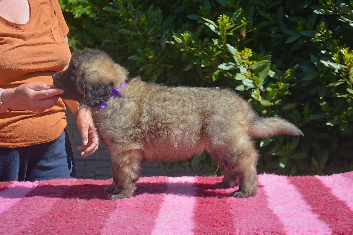 Small curly-haired dog standing on a pink blanket beside a person in an orange sweater outdoors