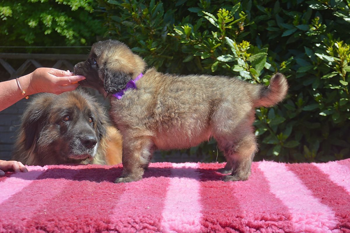 Two small dogs on a pink striped blanket, one being petted, with green bushes behind them