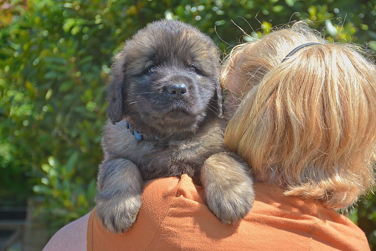 A fluffy gray puppy resting on a person’s shoulder outdoors, with greenery in the background.