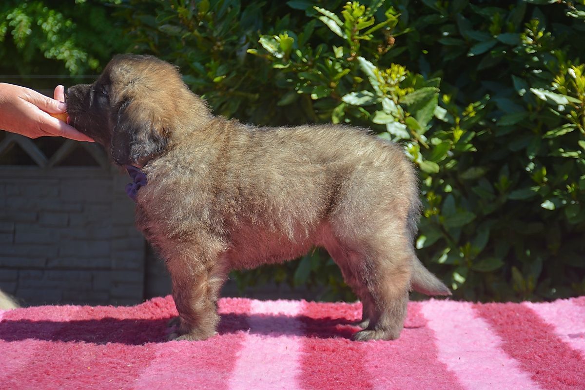 Small curly-haired brown dog standing on a pink towel outdoors, being held by a hand.