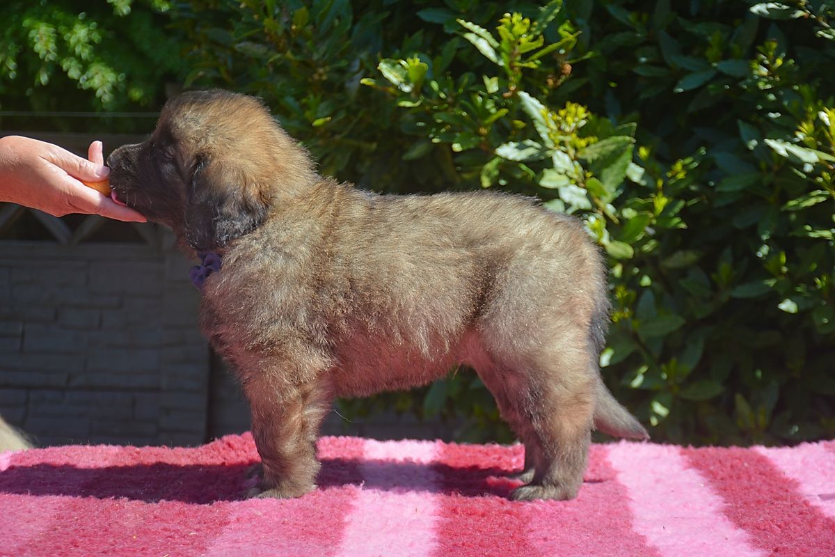 Small fluffy brown puppy standing on a pink towel, sniffing a hand outdoors.