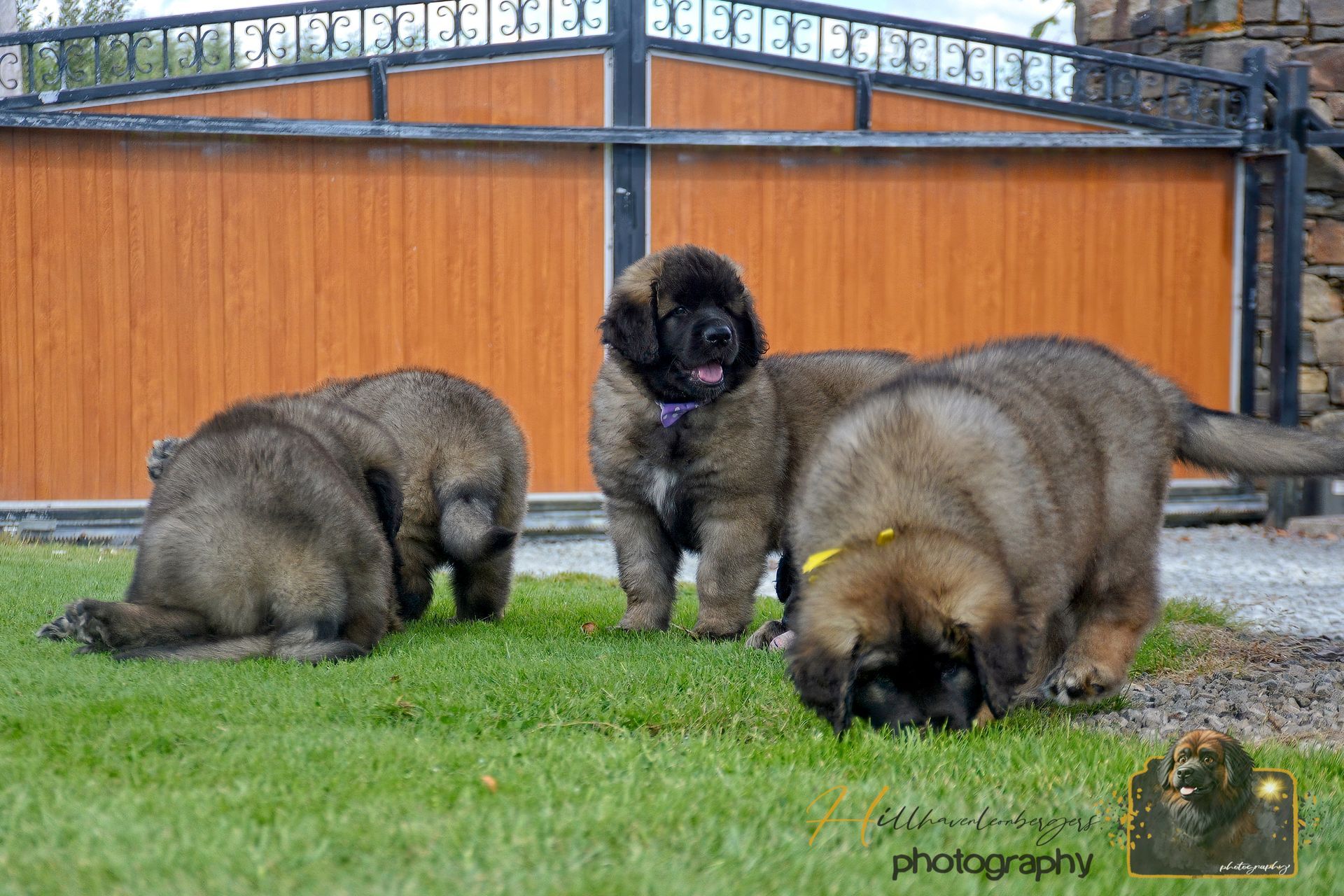 Three fluffy puppies on grass, one black-faced puppy sitting between two sniffing the ground.