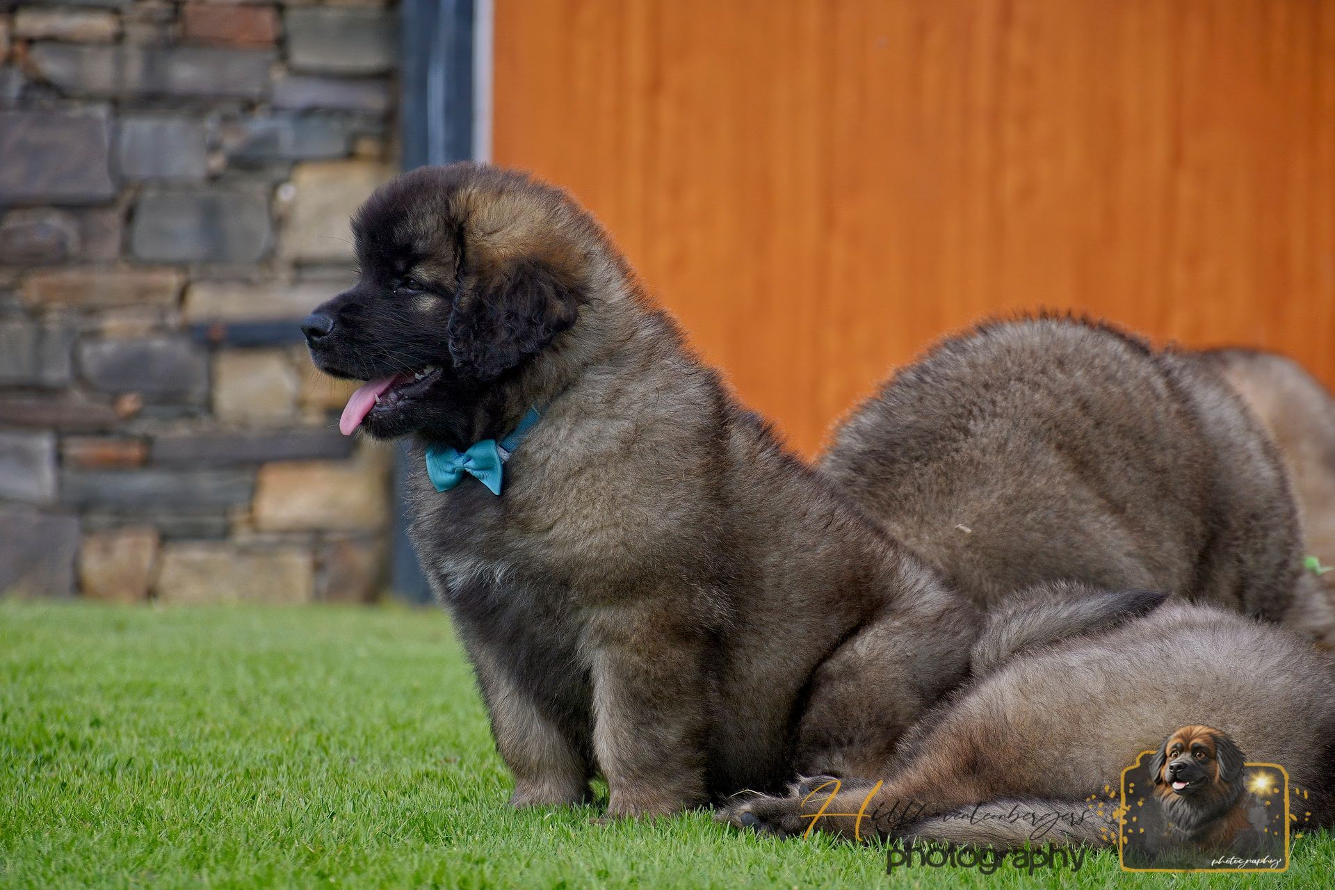 Two fluffy brown dogs sitting on grass in a yard, one with a teal bow tie and tongue out