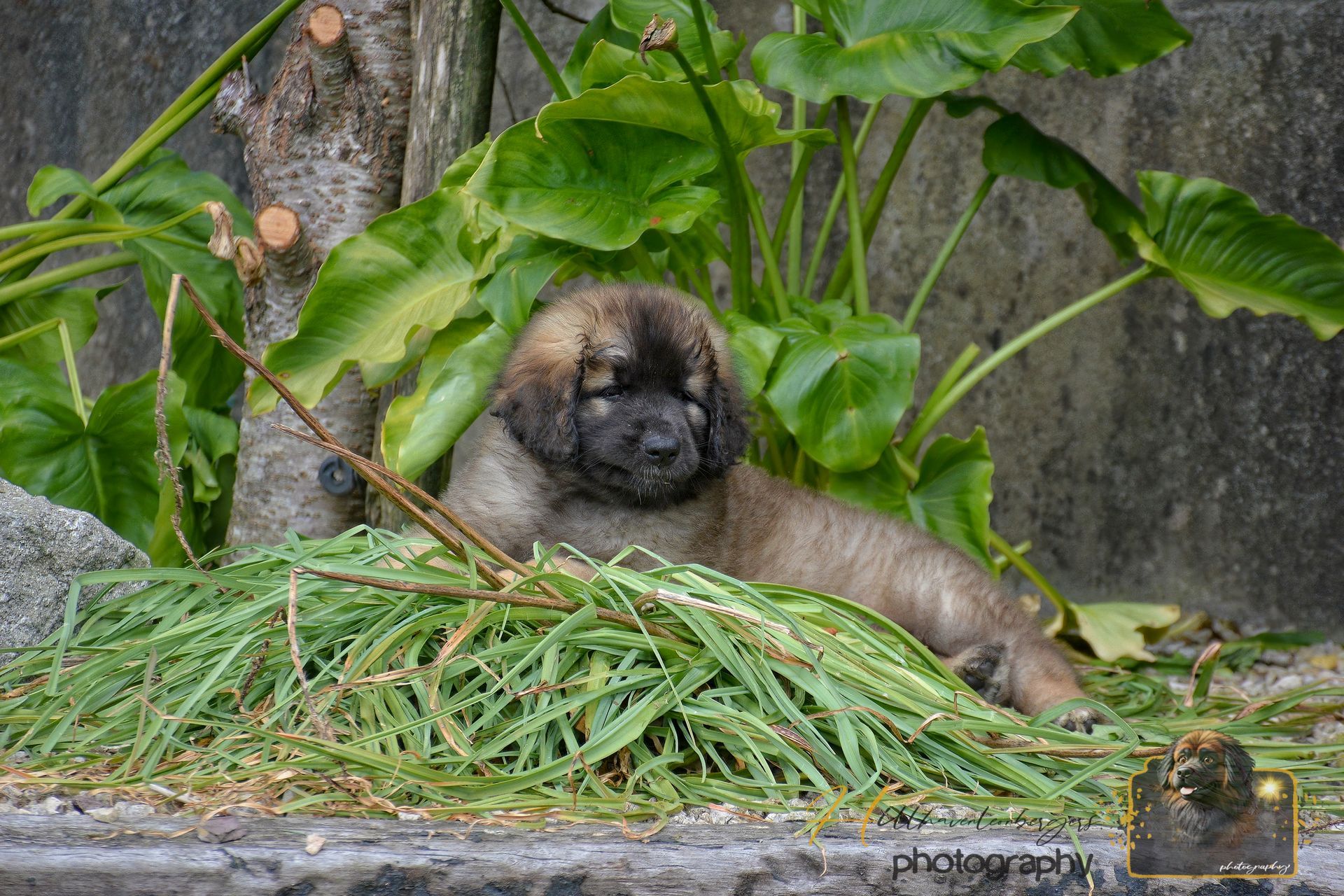 Small monkey resting behind a pile of green grass in a leafy enclosure