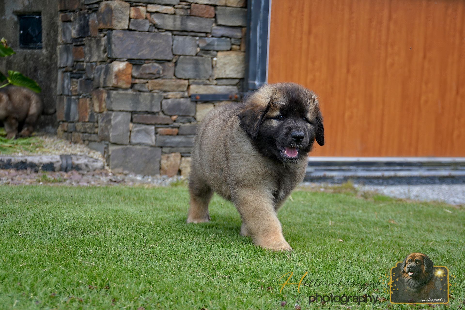 Fluffy tan-and-black puppy walking on grass beside a stone wall and wooden door.