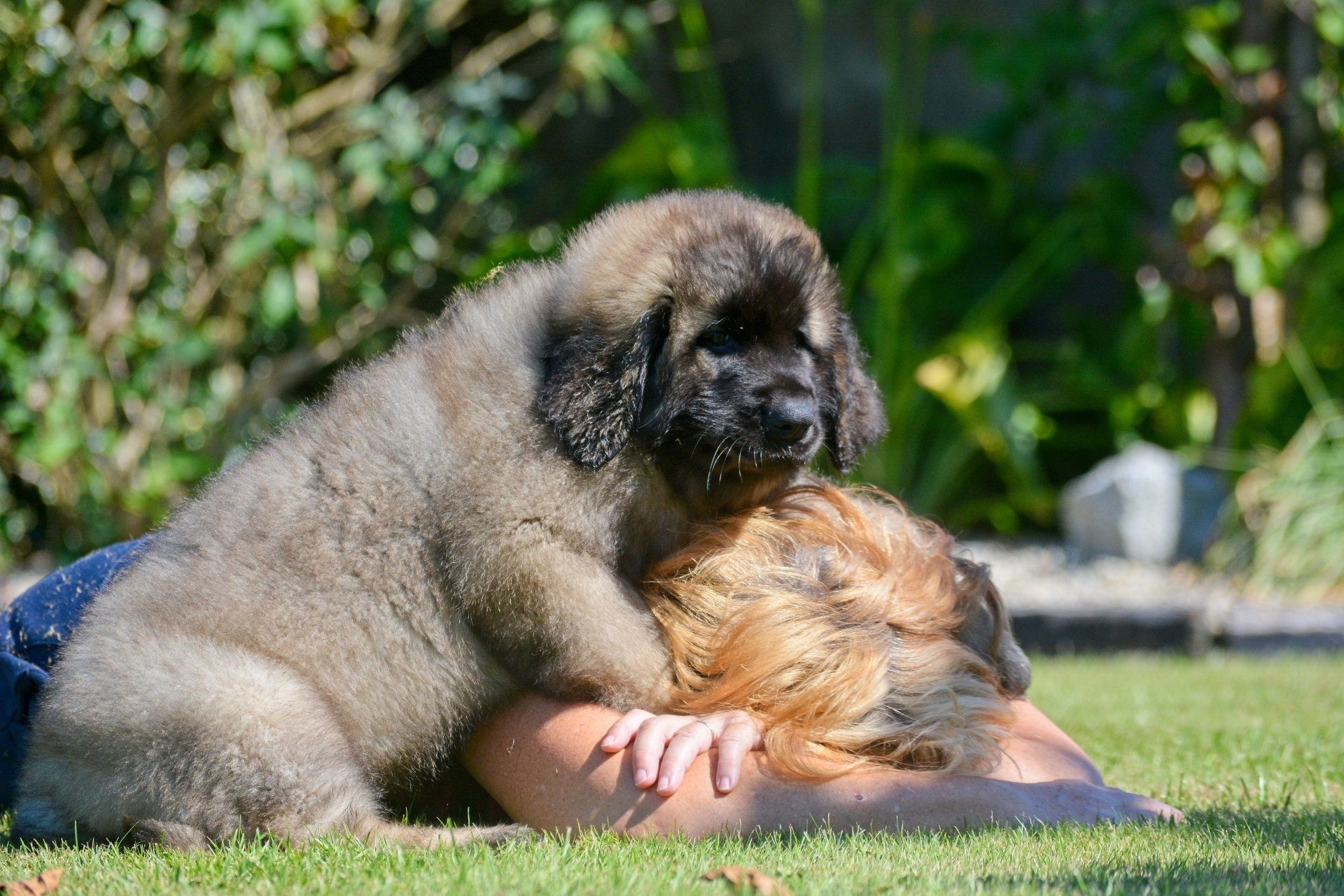 Hillhavenleonbergers leonbergers