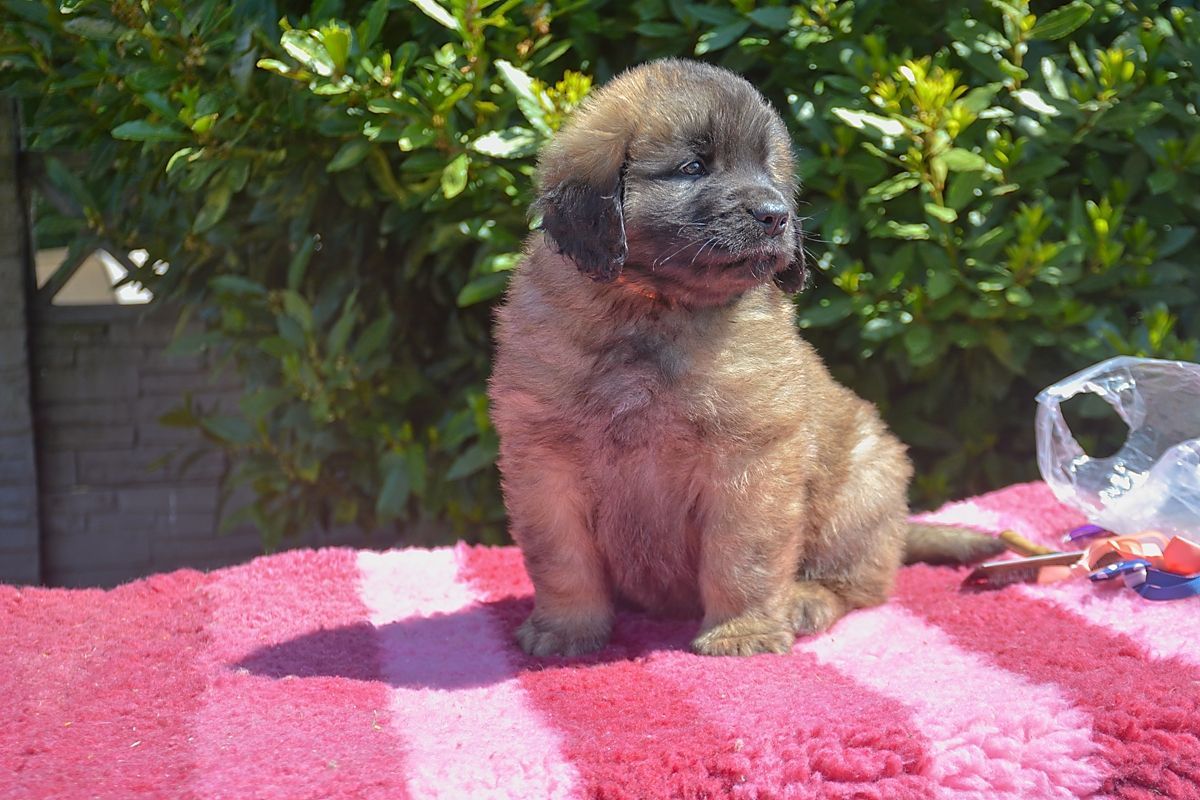 Small fluffy dog sitting on a pink towel outdoors in sunlight