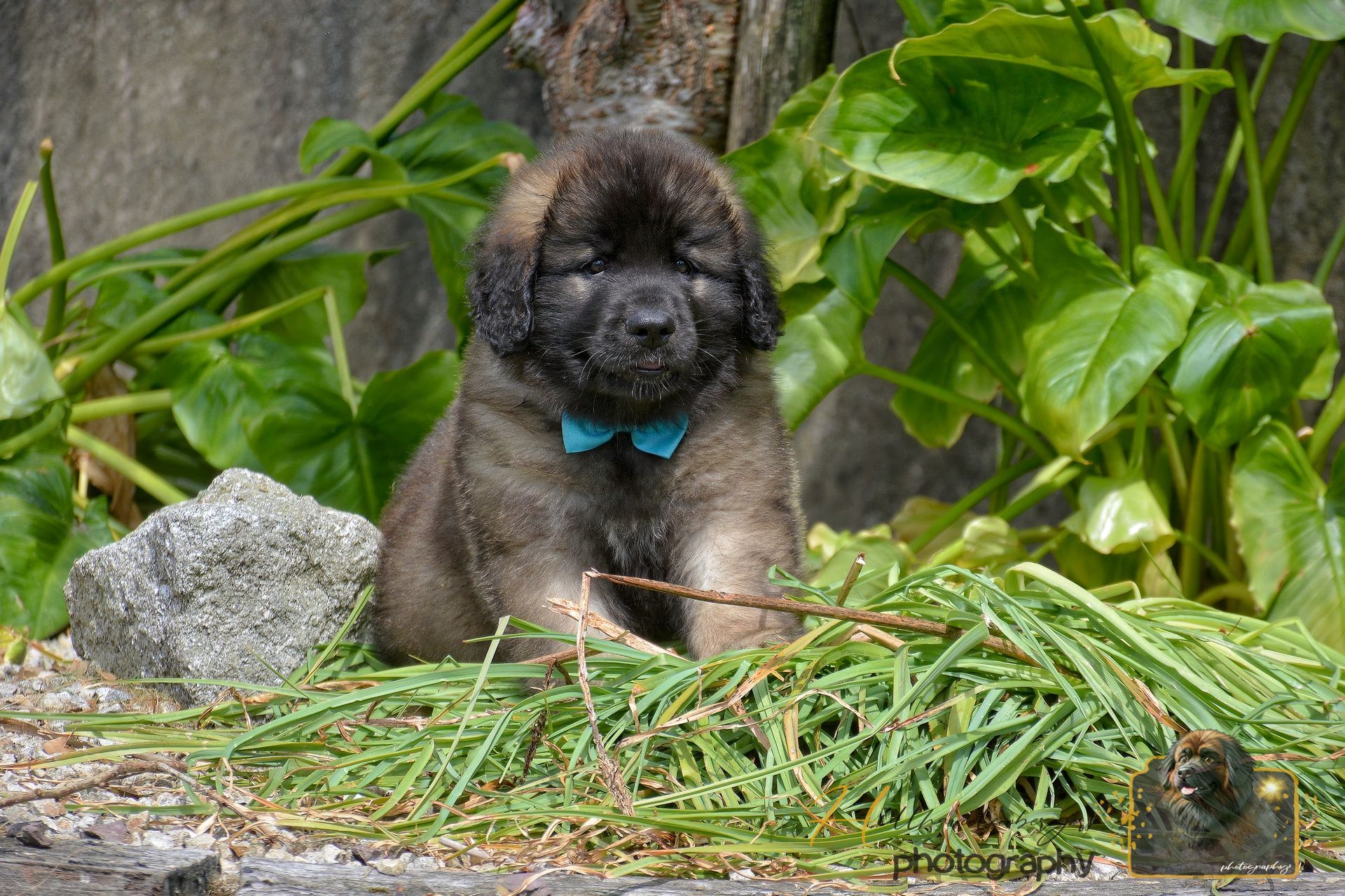 Black cat with a blue collar sitting by green plants and rocks outdoors