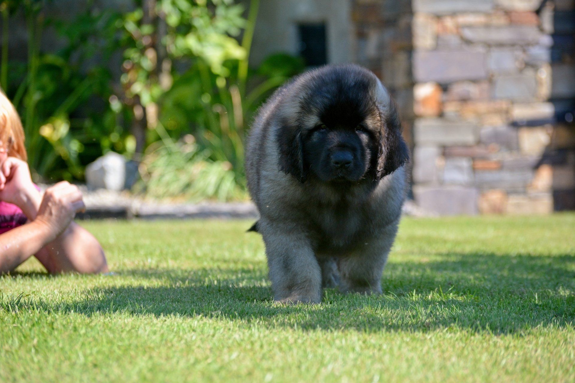 Hillhavenleonbergers leonbergers