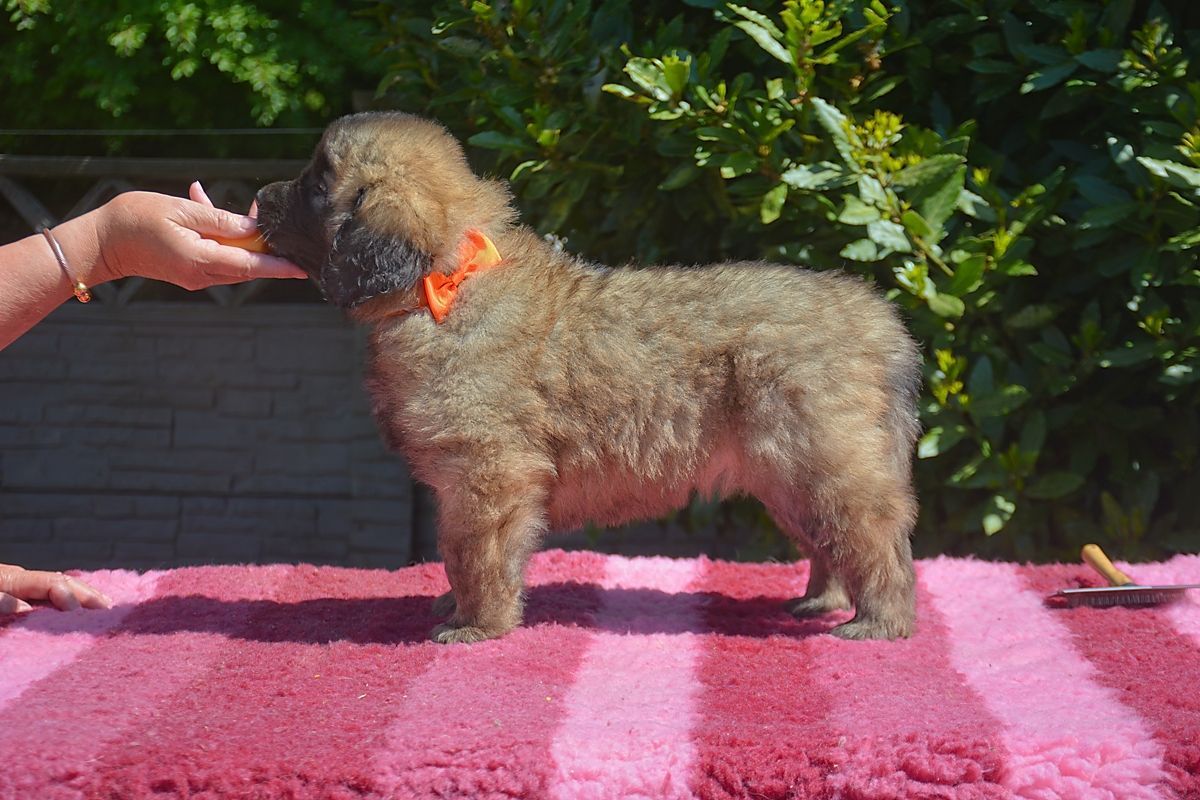 Small curly dog with orange collar standing on a pink blanket while a hand reaches toward its face.