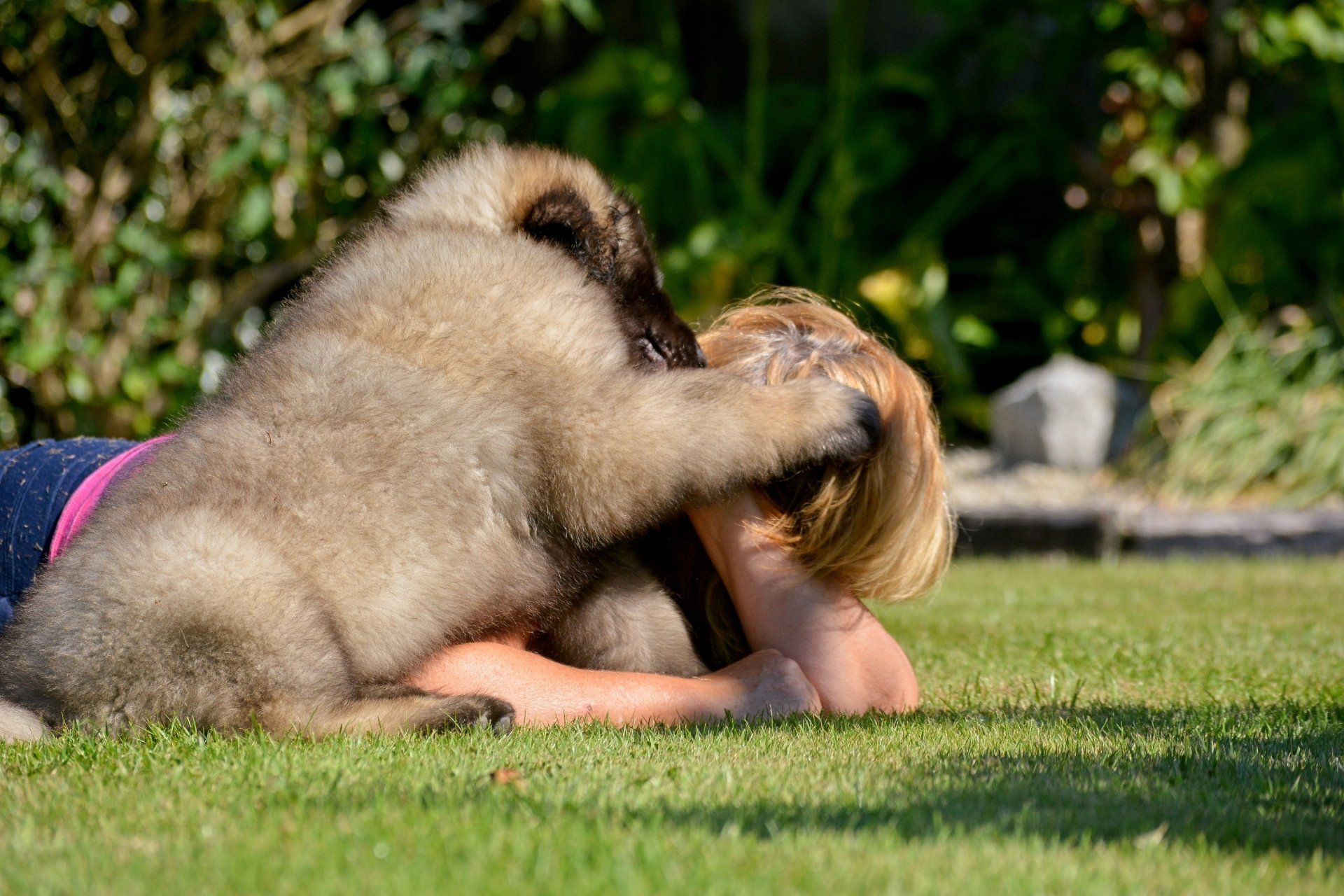 Hillhavenleonbergers leonbergers