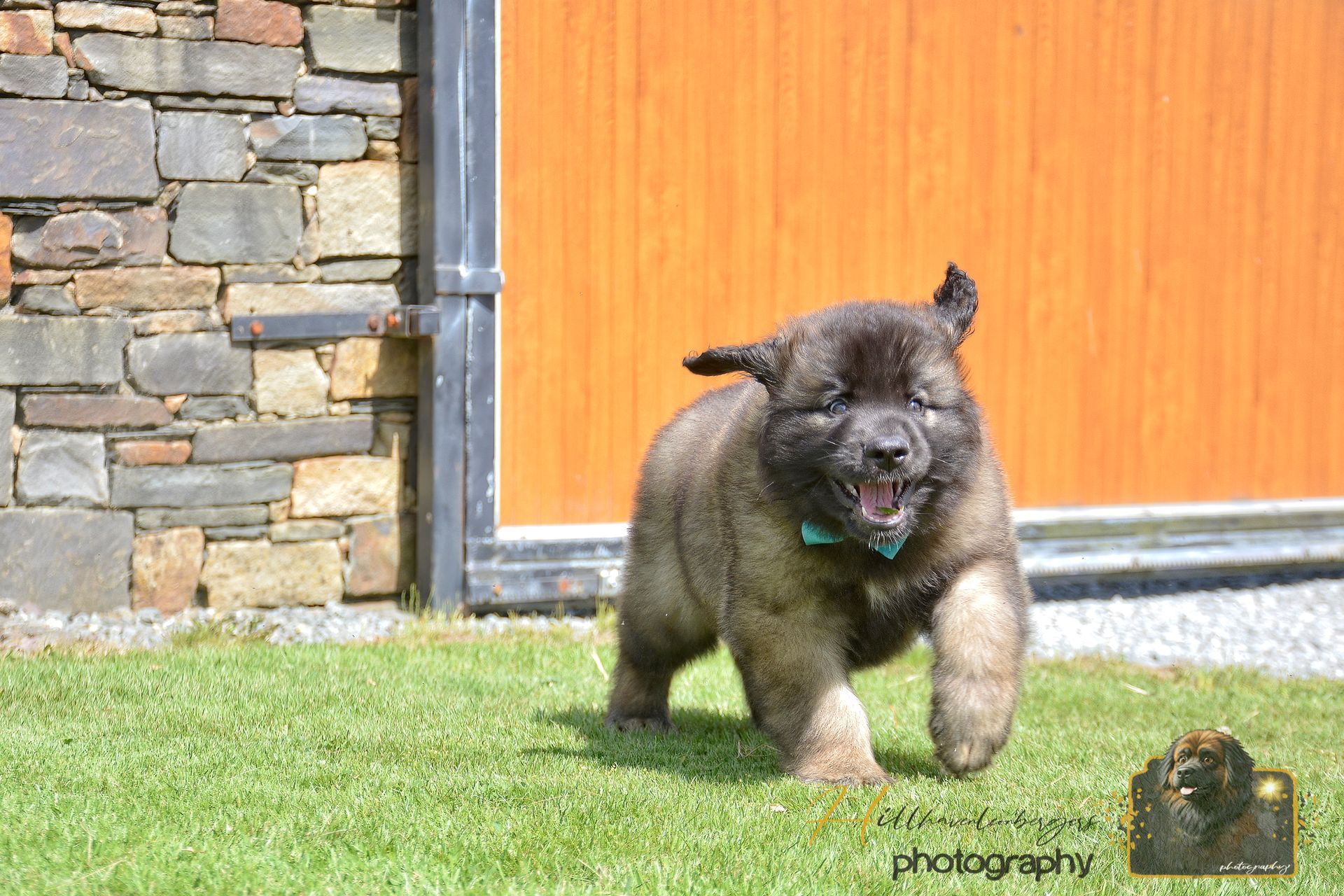 Small black puppy running on grass in front of a wooden door and stone wall