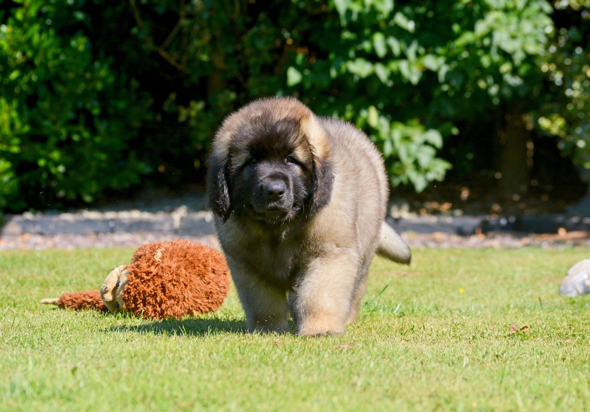 Hillhavenleonbergers leonbergers
