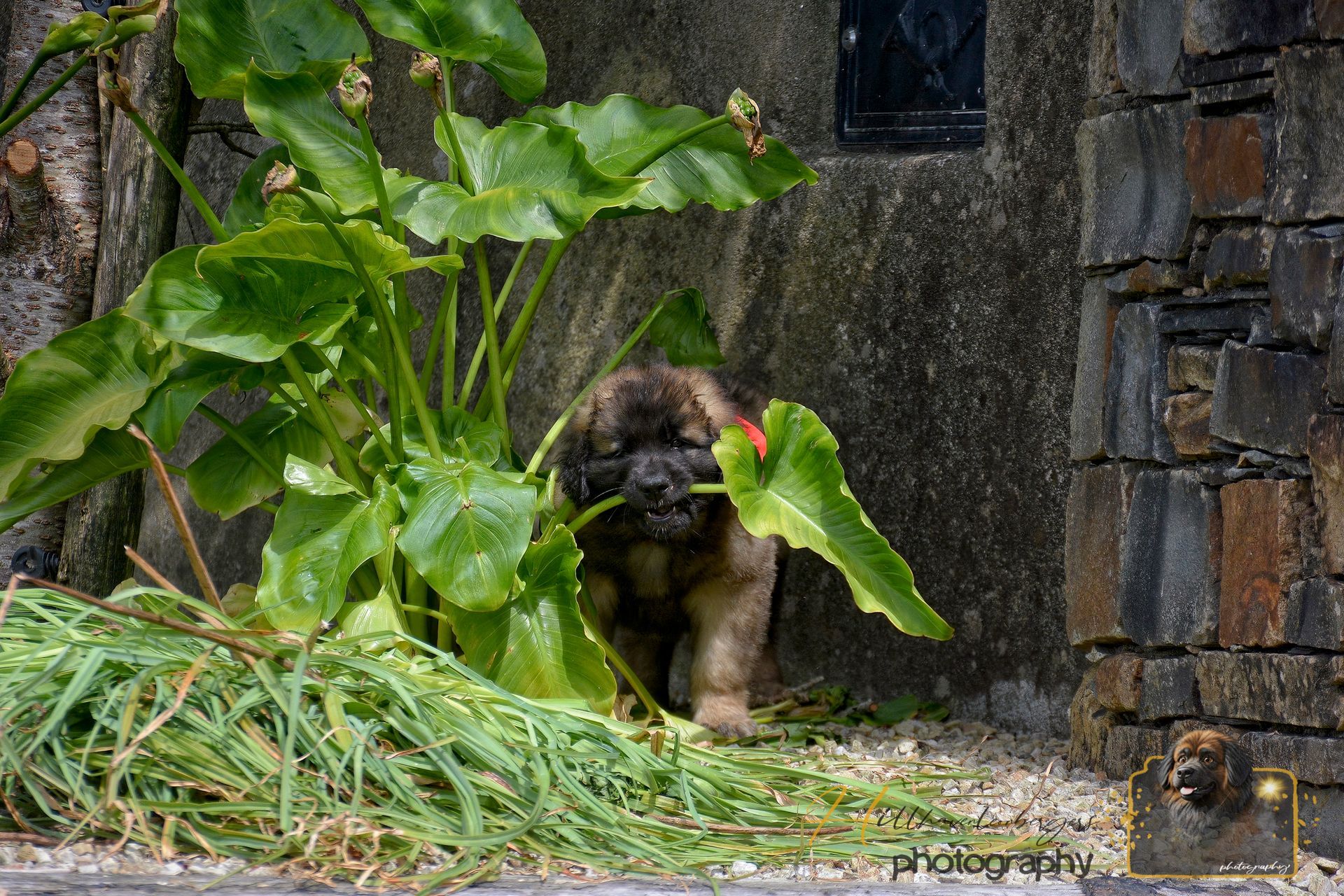 Dog peeking from behind large green leaves near a stone wall in a garden