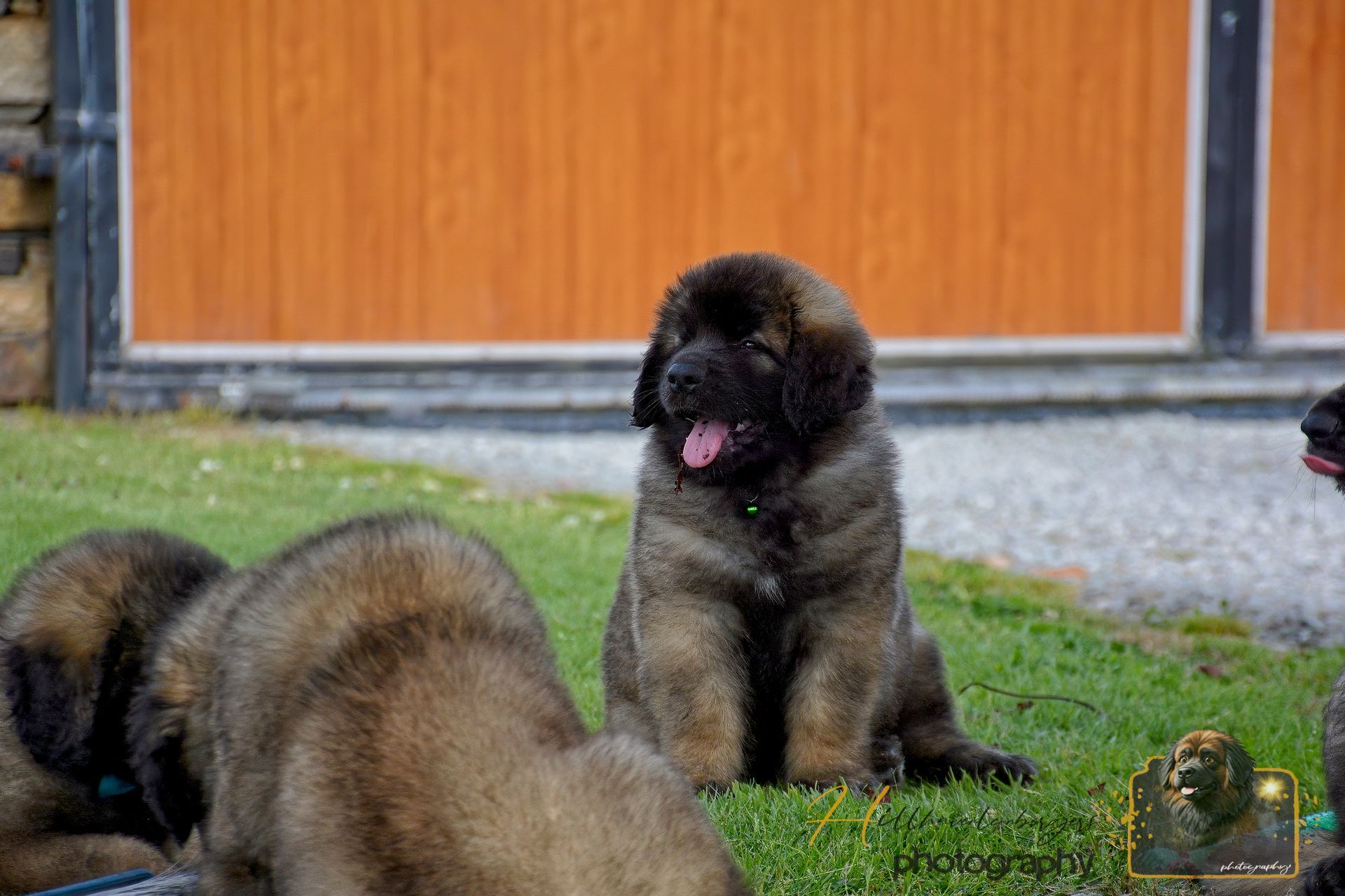 Three black-furred monkeys on grass, one sitting upright with tongue out in front of a wooden wall.