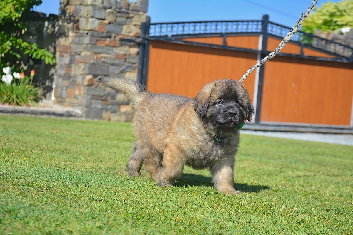 Small fluffy tan dog on a leash walking on grass near a stone wall and orange fence