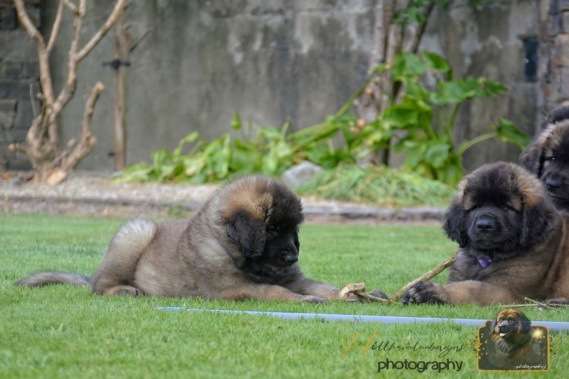 Two puppies lying in grass facing each other, with a stone wall and greenery in the background