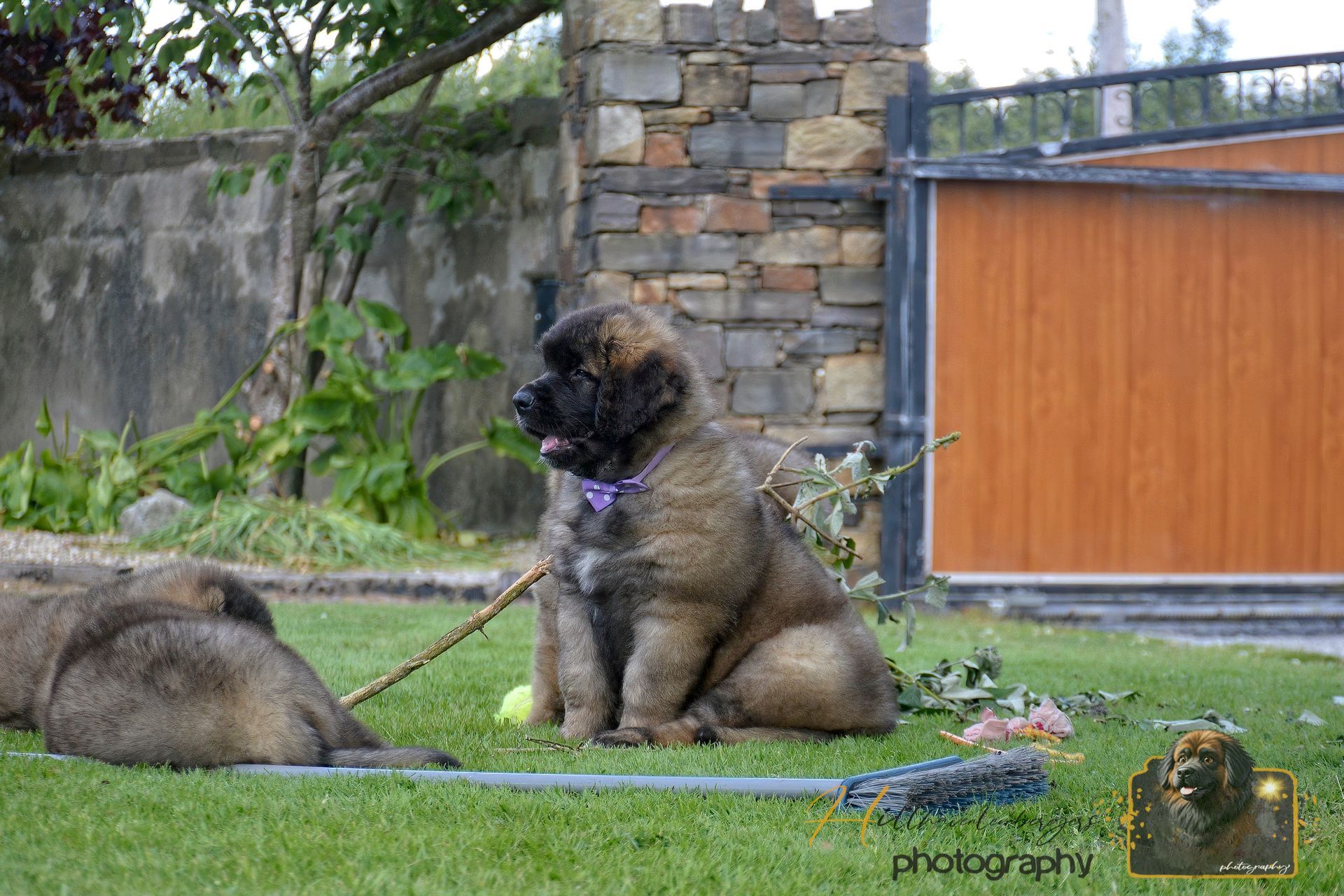 Two large dogs resting on grass beside a stone wall and wooden gate, one on a leash.