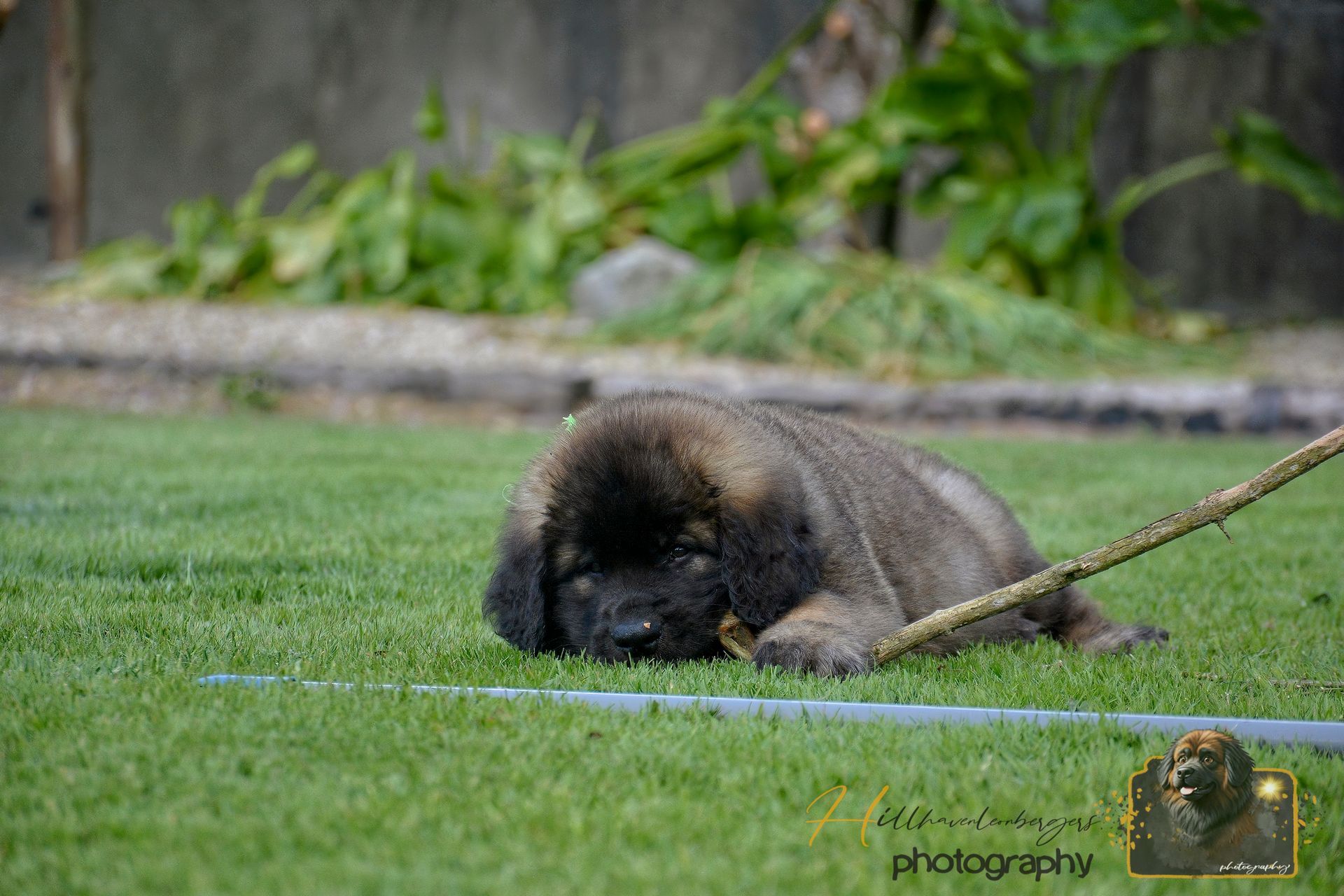 Small dark dog lying on green grass, tethered by a leash outdoors