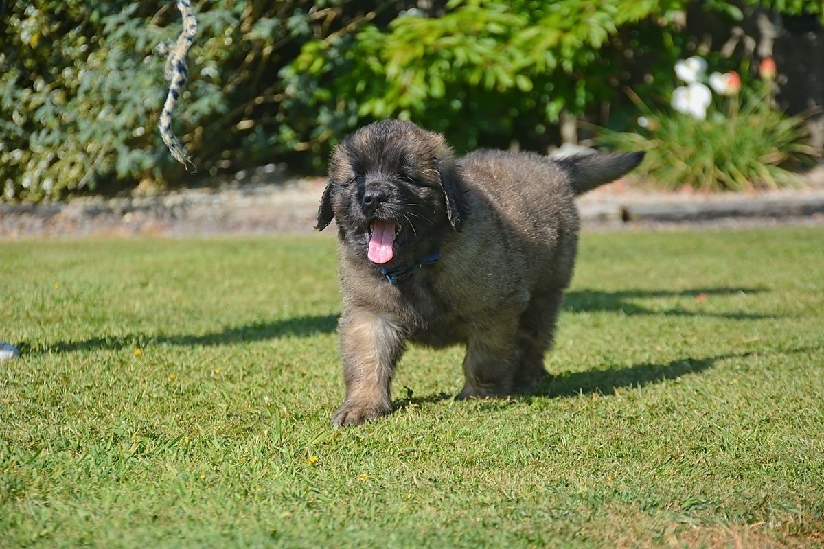 Black curly-haired dog walking on grass with tongue out, in a sunny yard