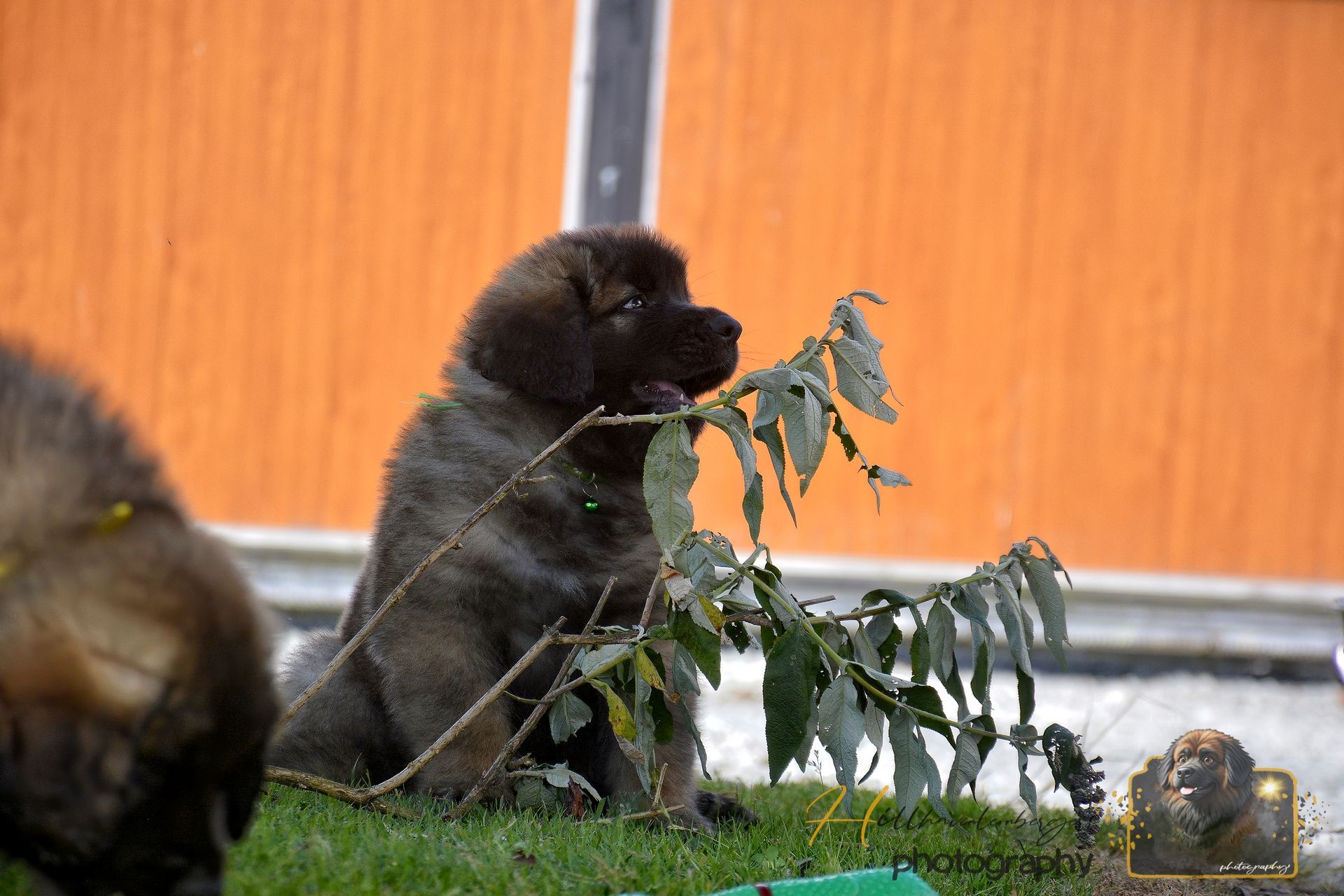 Black bear eating leaves beside a wooden fence, with a smaller bear partly visible in the foreground.