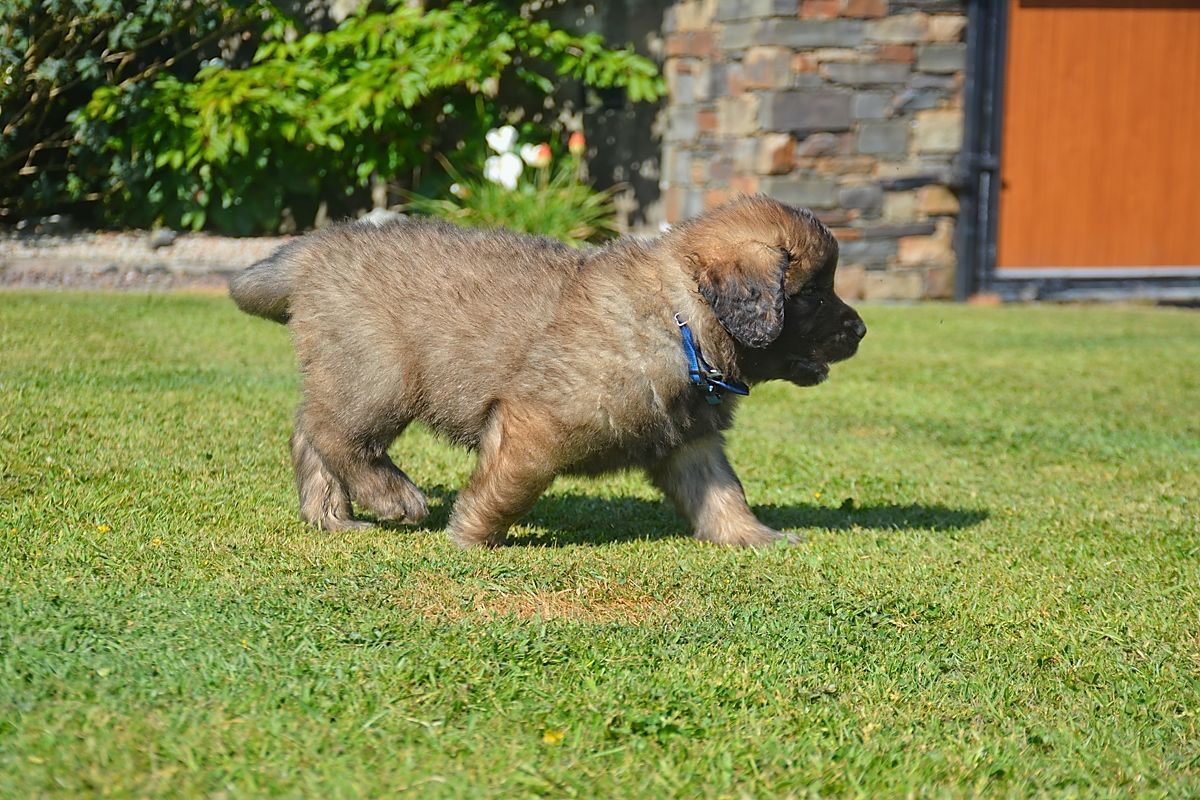 Small brown puppy walking on grass outdoors near a stone wall and wooden gate