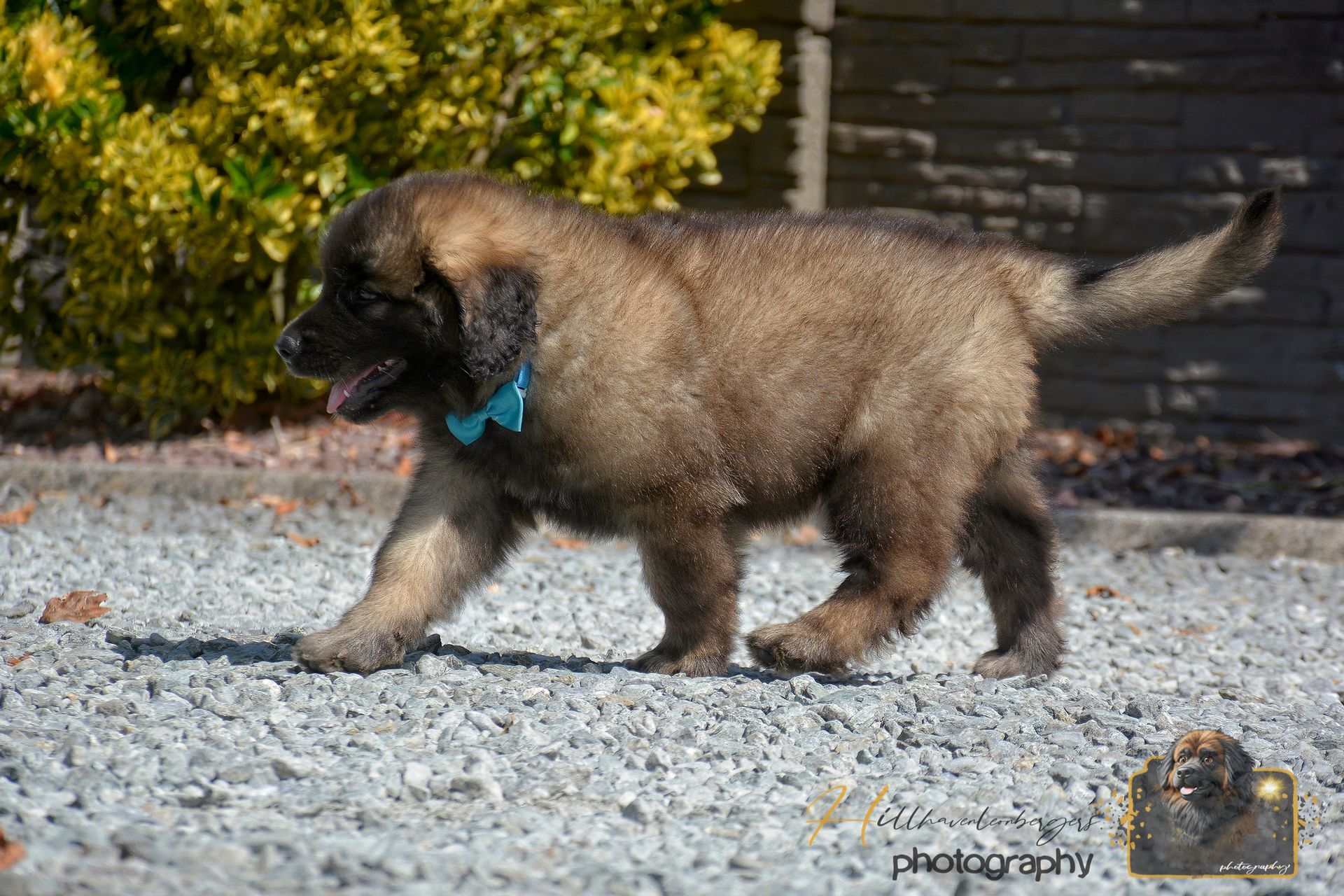 Fluffy brown puppy with a blue bandana walking on gravel near shrubs and a stone wall